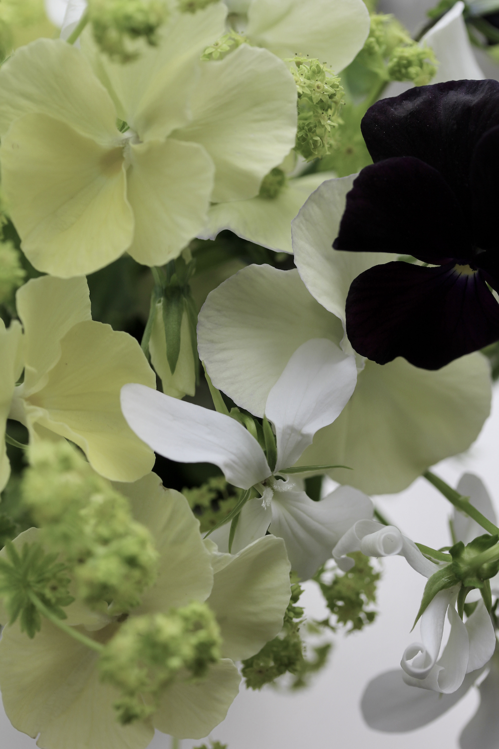 Zesty green and pale yellow cut flowers in the garden