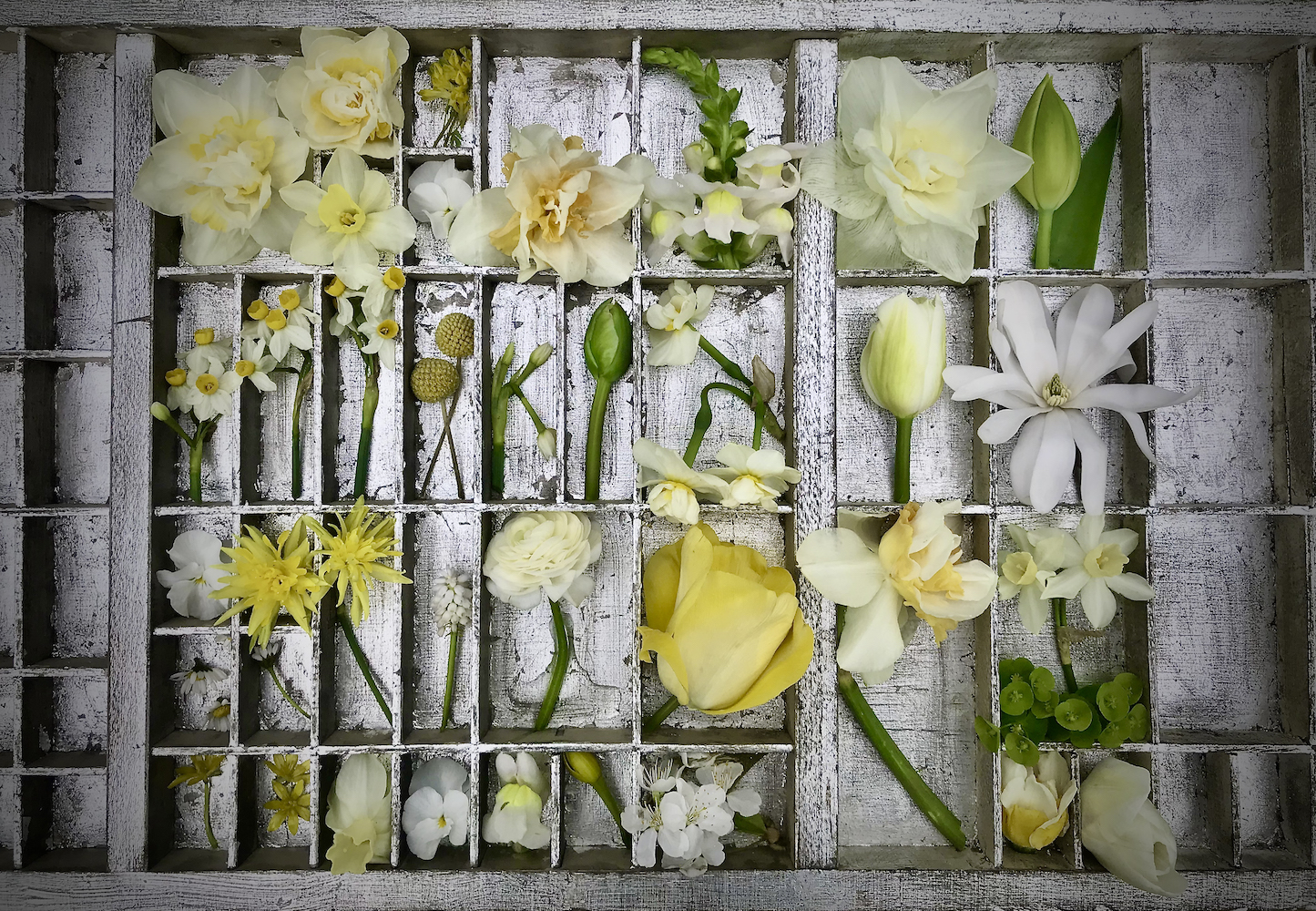 Tray box filled with pale yellow spring flowers, narcissi, tulips and daffodil
