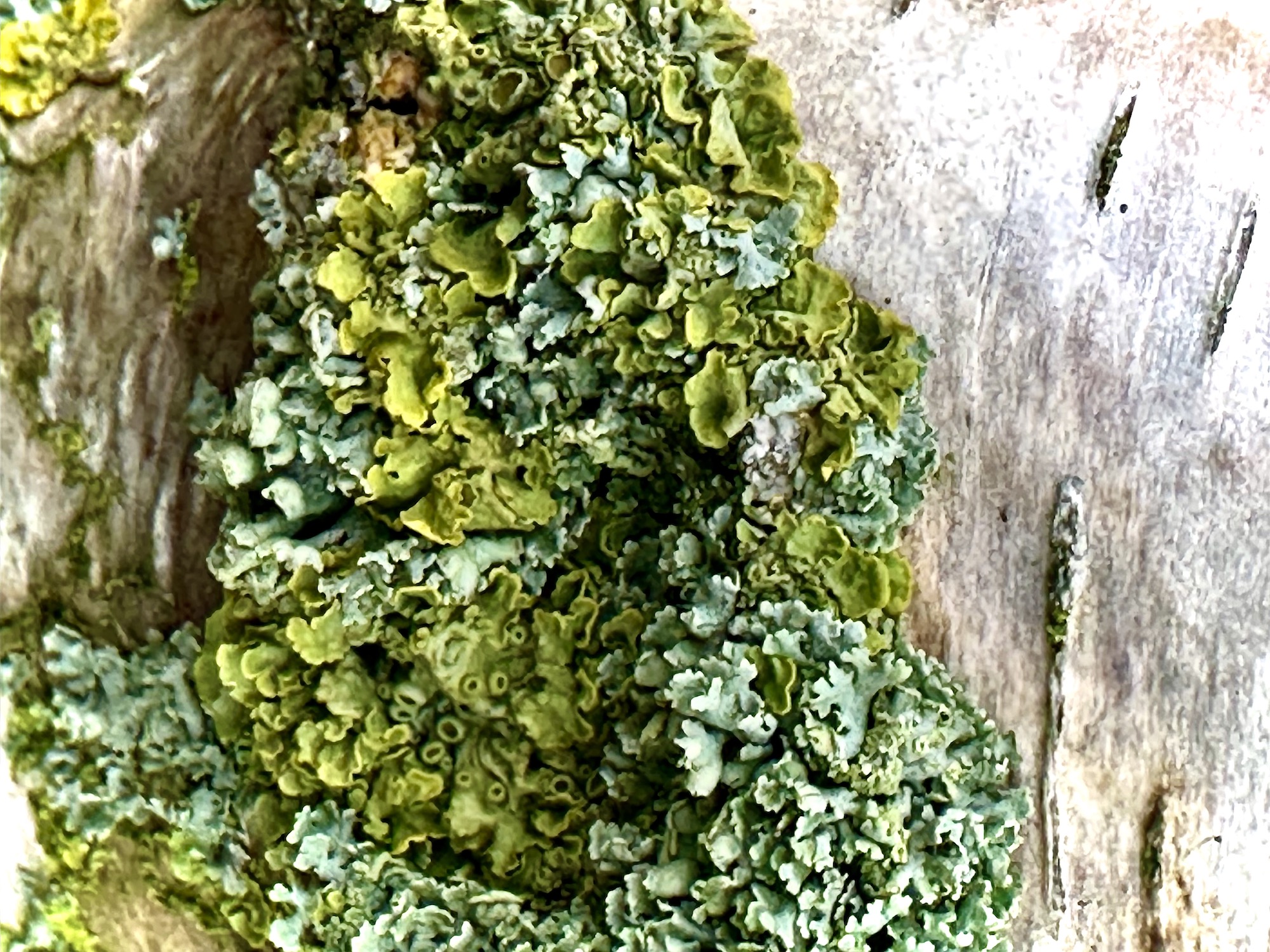 Green and blue lichen growing on the trunk of a white paper birch tree in the garden