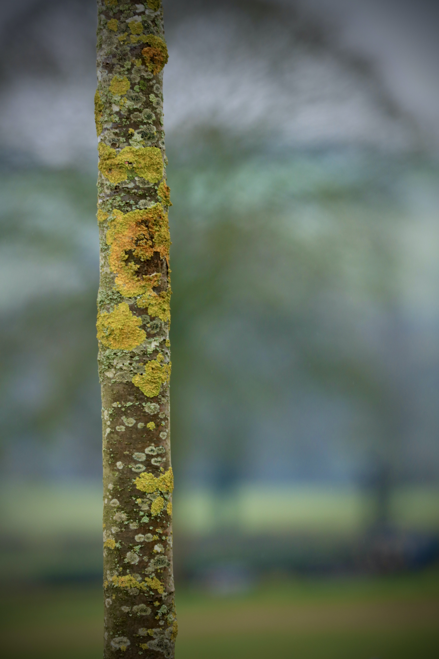 A tree trunk covered in lichen in cotswold garden