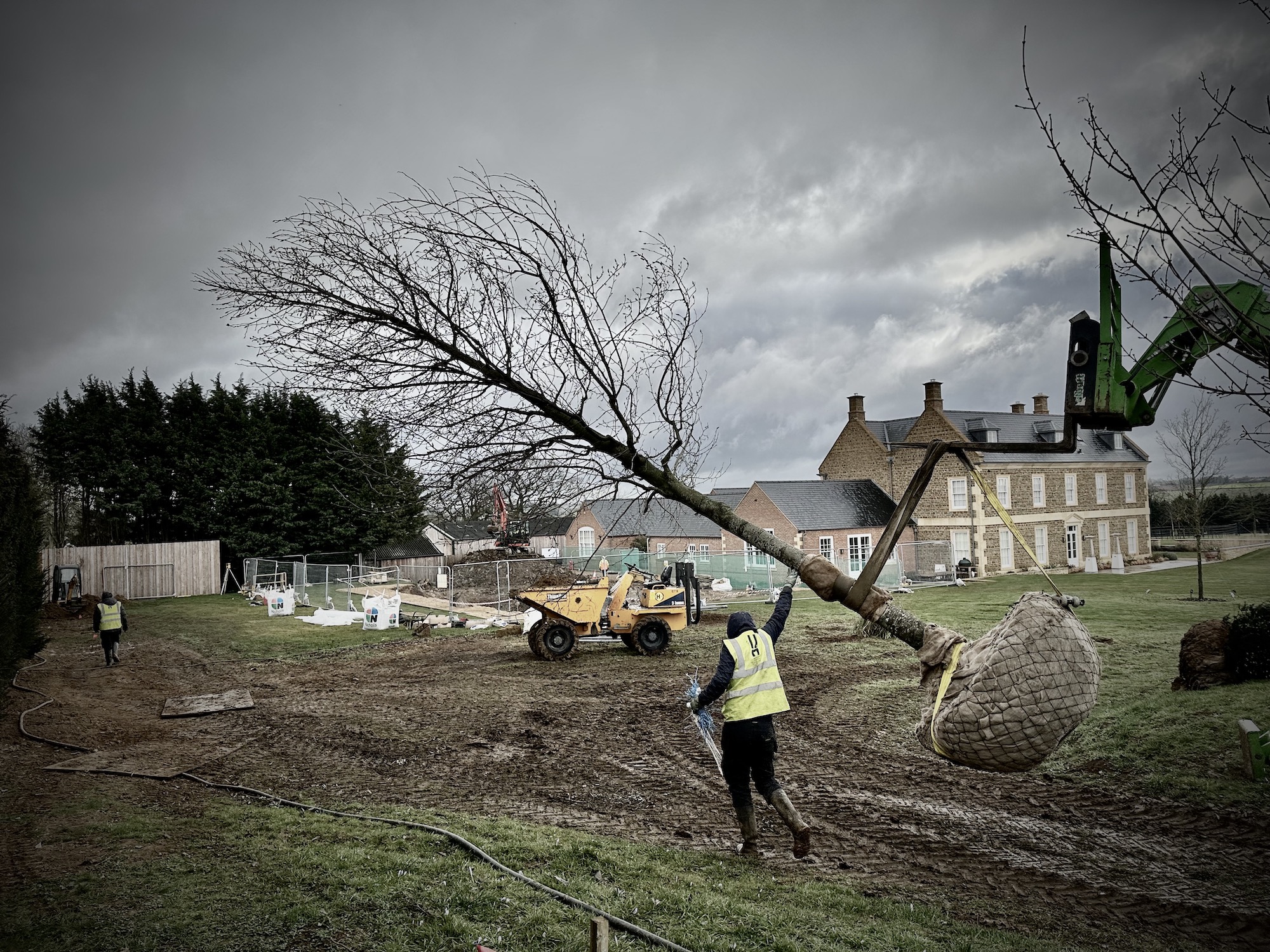 Large Magnolia tree being lifted by a digger across a muddy site at Sibford Park