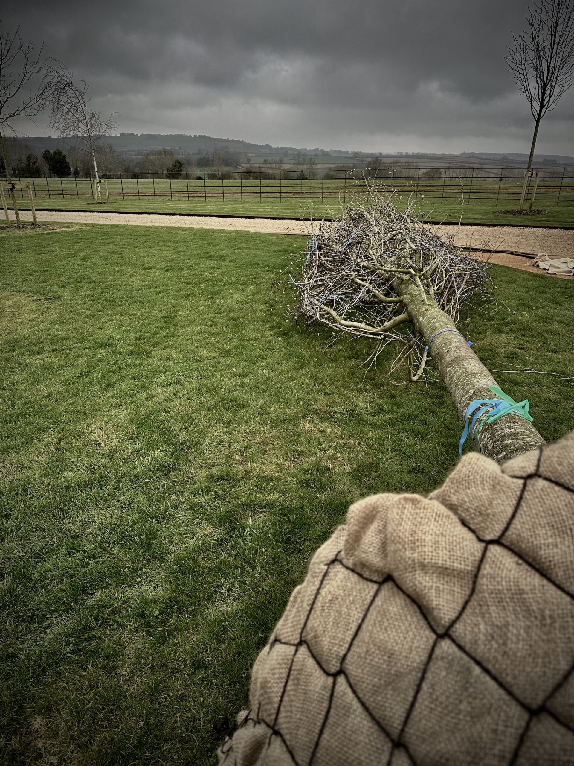 Magnolia tree rootball laid out at Sibford Park with stormy skies 