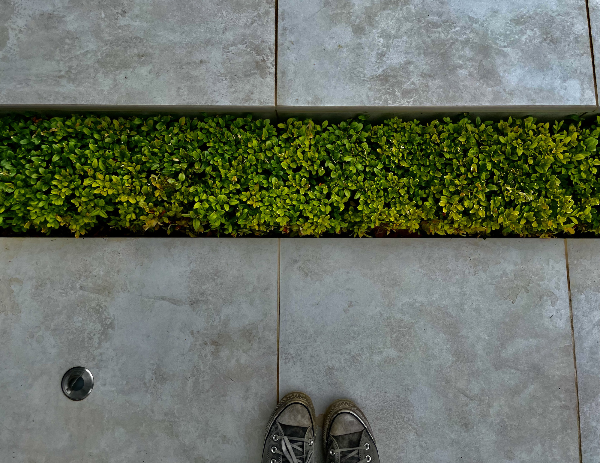 Buxus pathway with converse feet in Hendy Curzon 