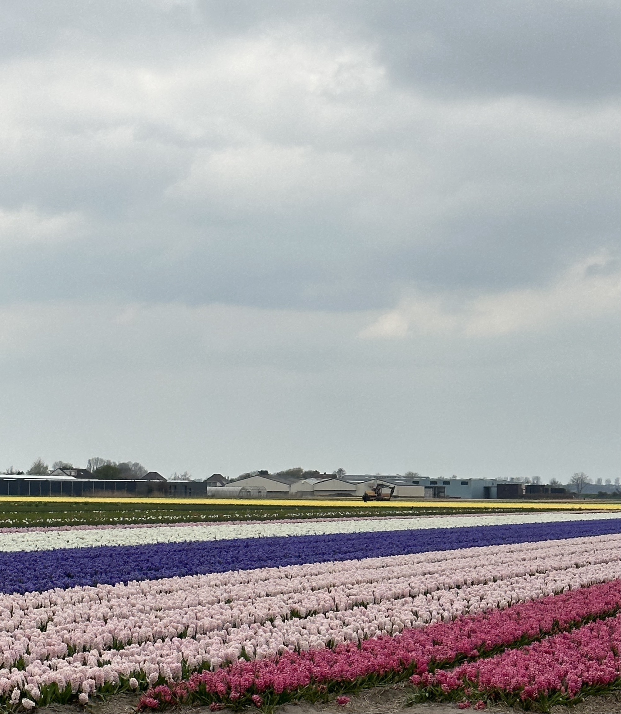 Tulip fields in the netherlands in pink shades