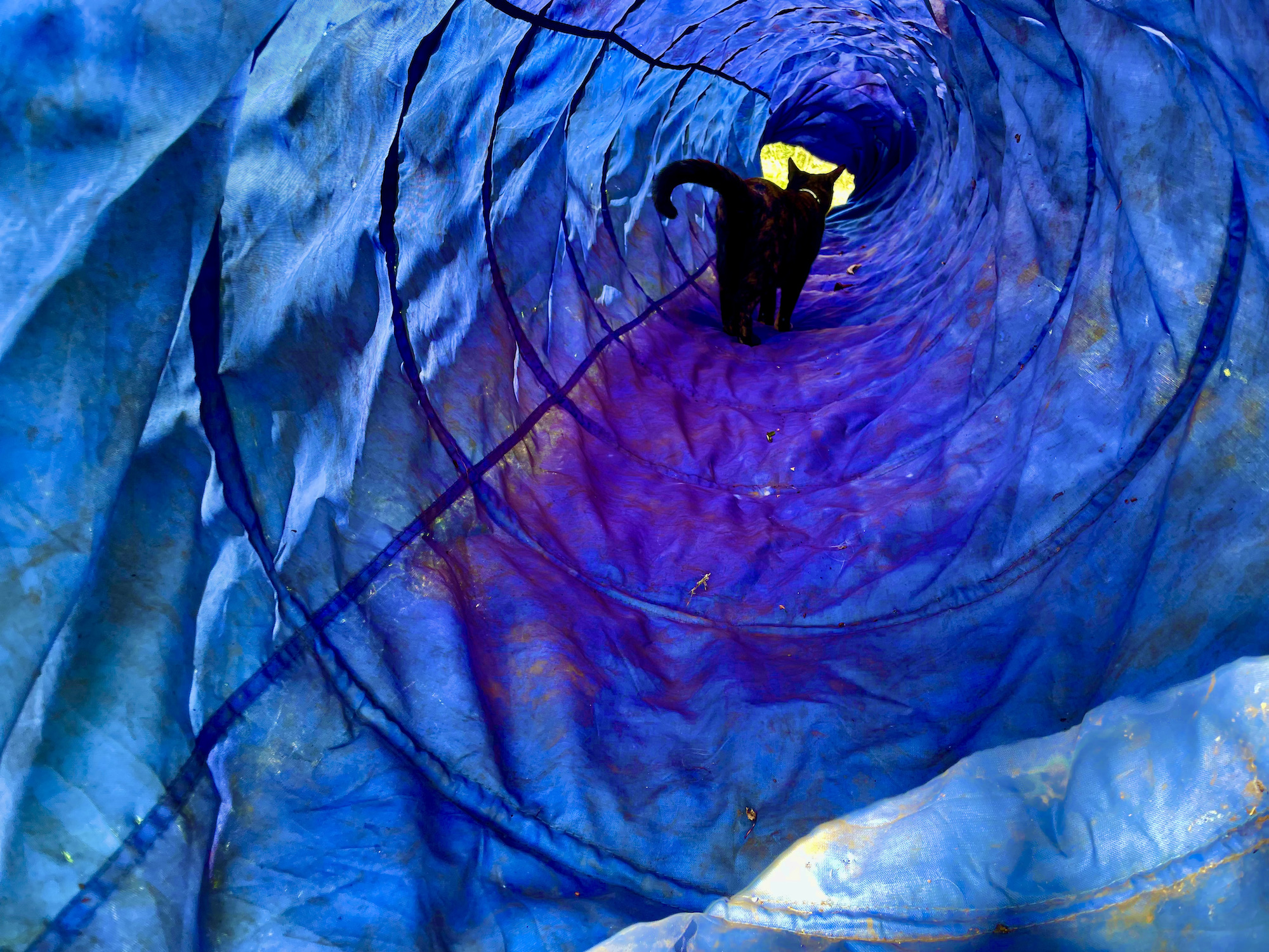 Cat walking through deep blue tunnel