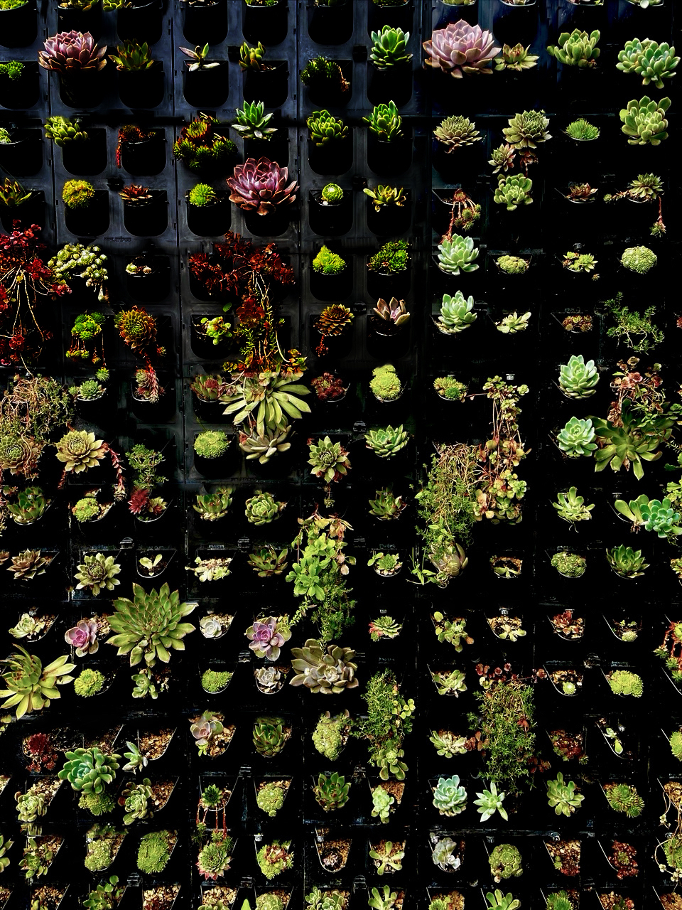 Living wall packed with succulents in Oxfordshire