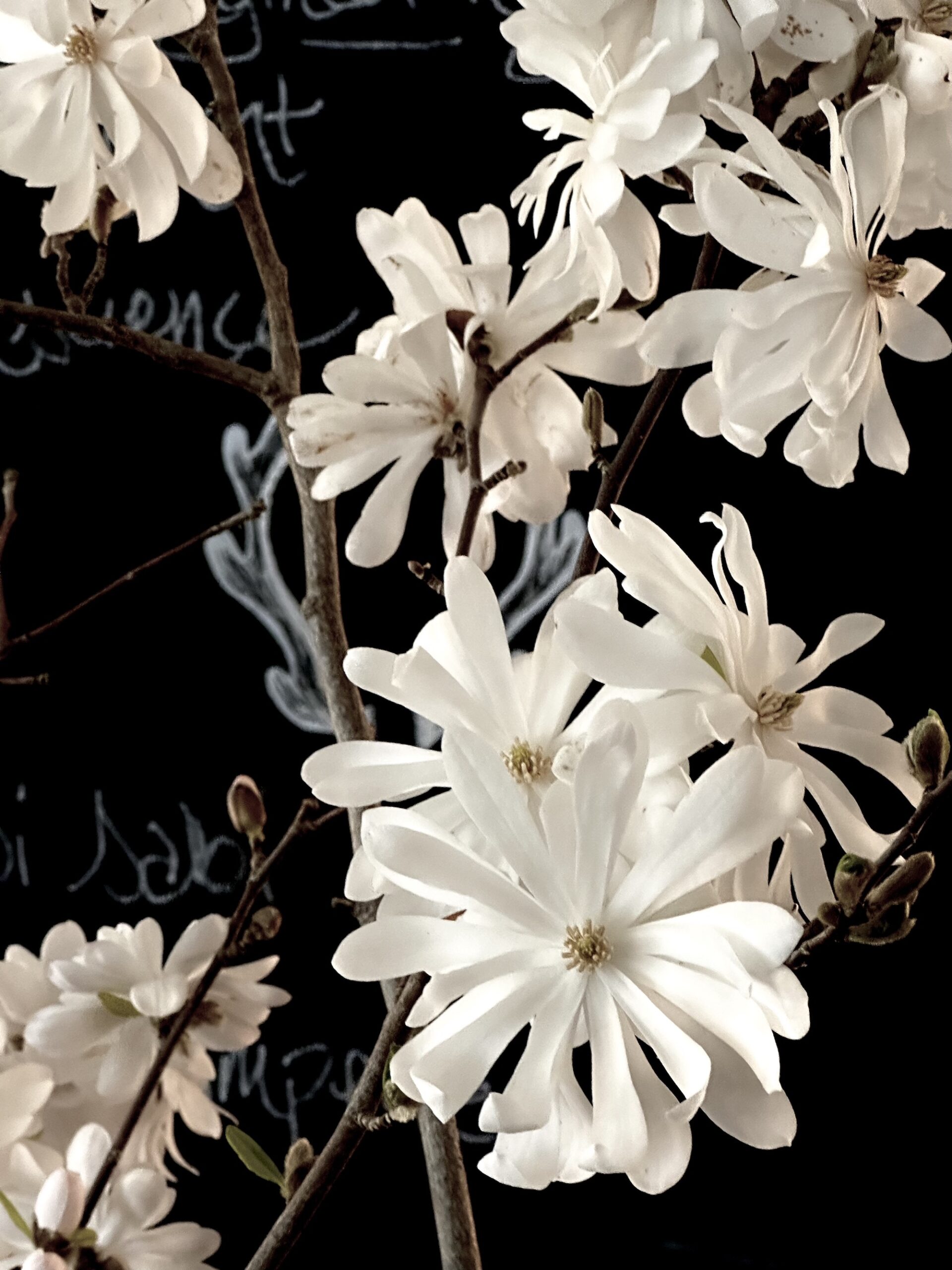 Magnolia stellata blooms in the design barn