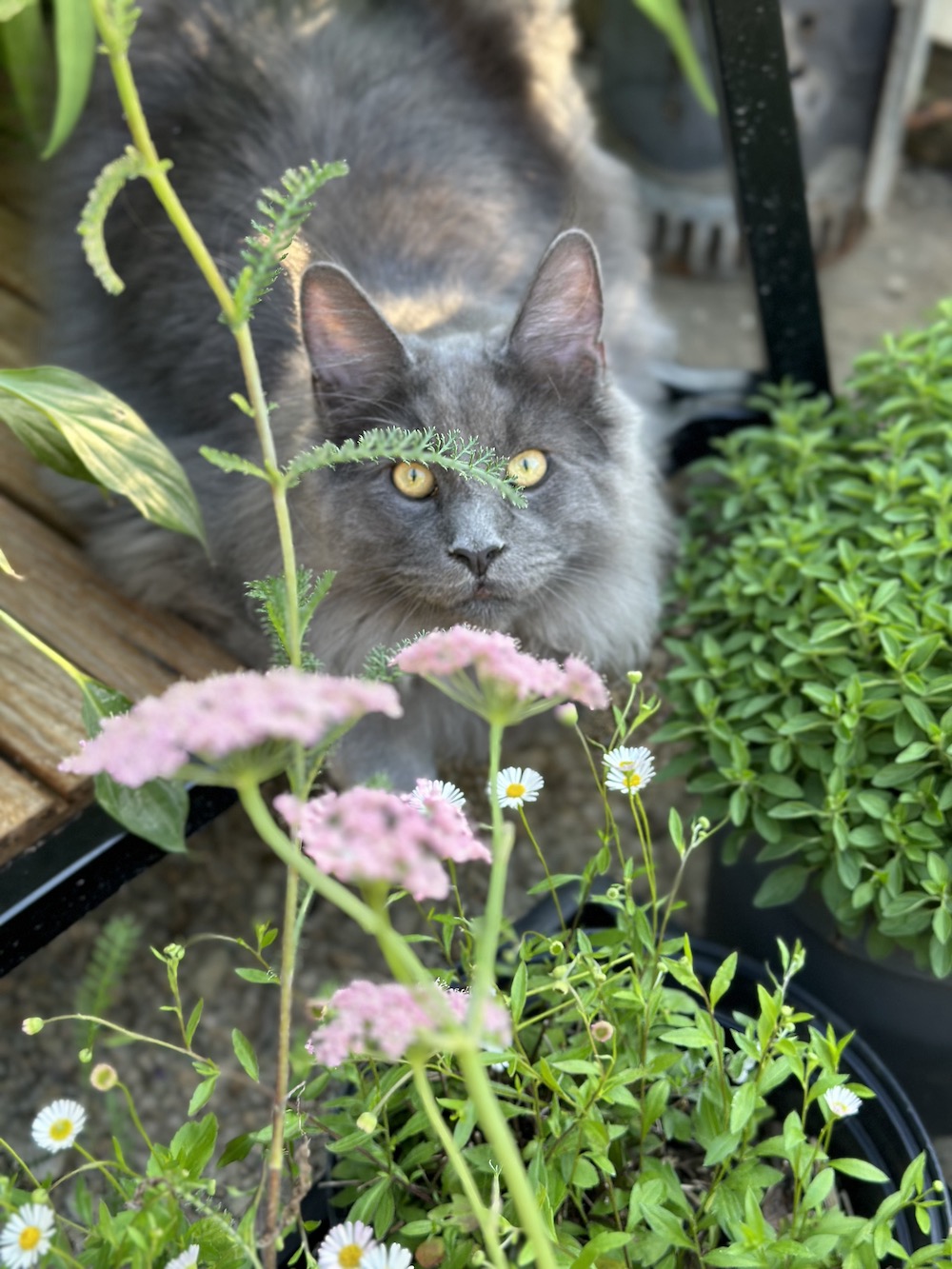 Grey Maincoone cat amongst planting