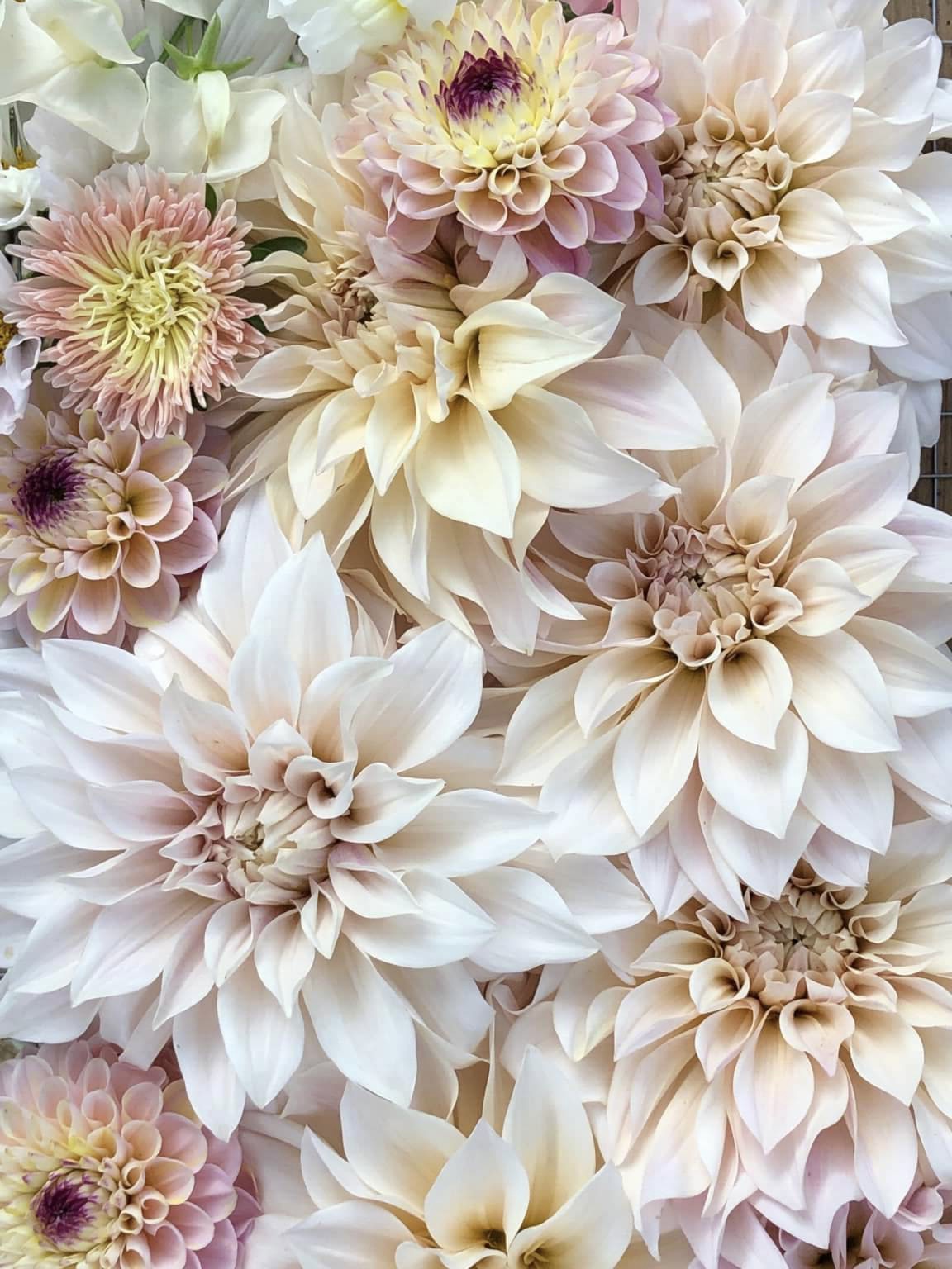 Cafe au lait Dahlias and cut flowers in pale pinks and blush tones from productive garden 