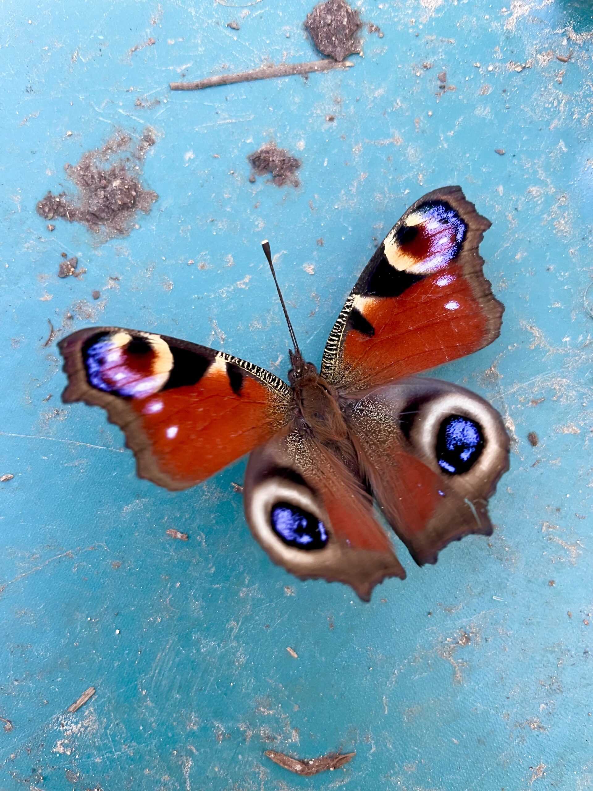 Detailed butterfly in reds and blues on bright blue background