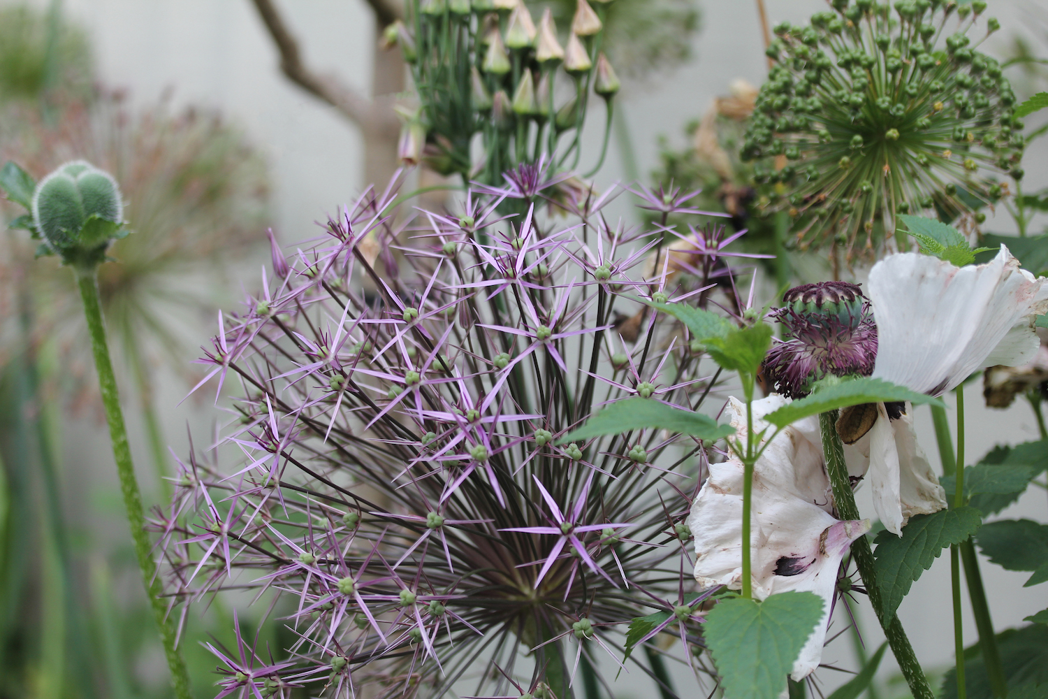 Close up shot of Allium head and cut flowers from productive garden