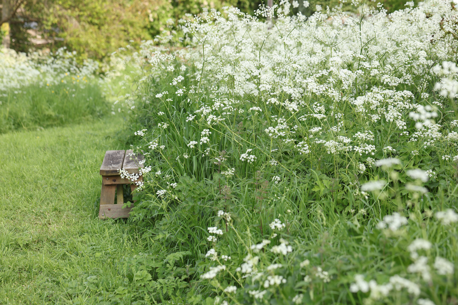 Cow parsley meadow from cutting garden