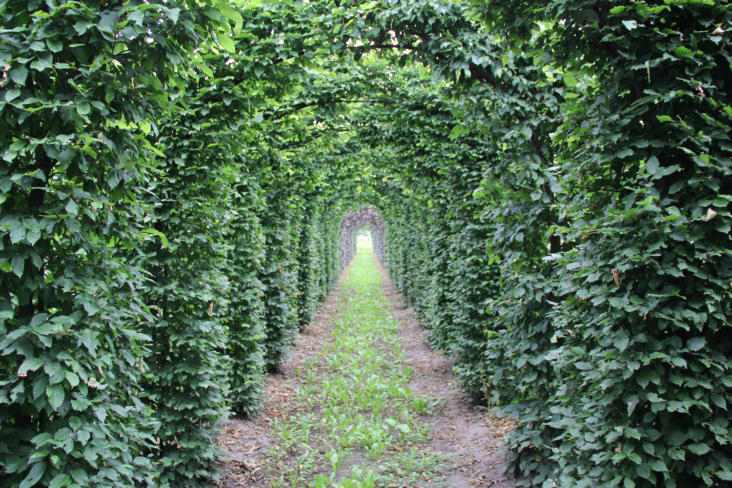 Carpinus arches leading to garden