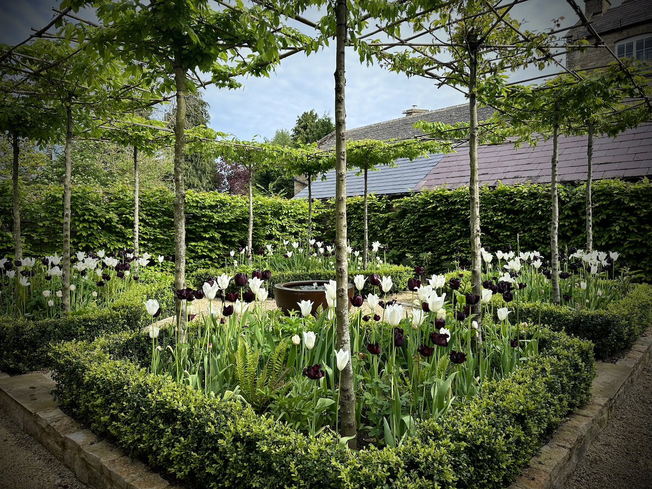 Monastic parterre garden at Barn Cottage with pleached trees, Buxus hedging and white and black tulips