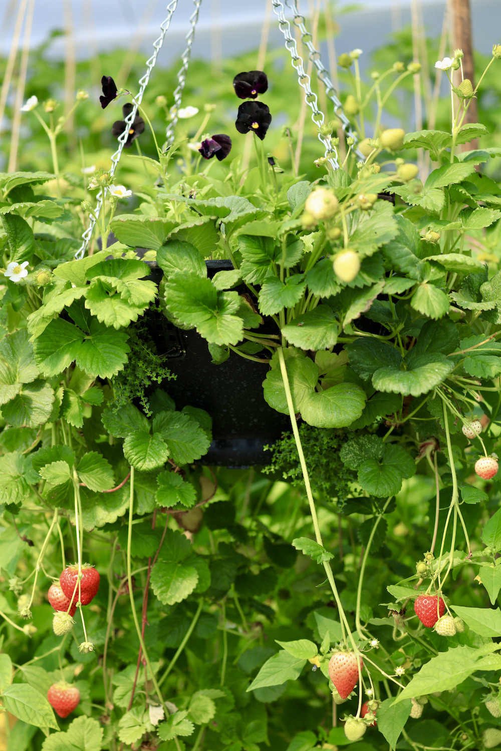 Close up of strawberry hanging basket