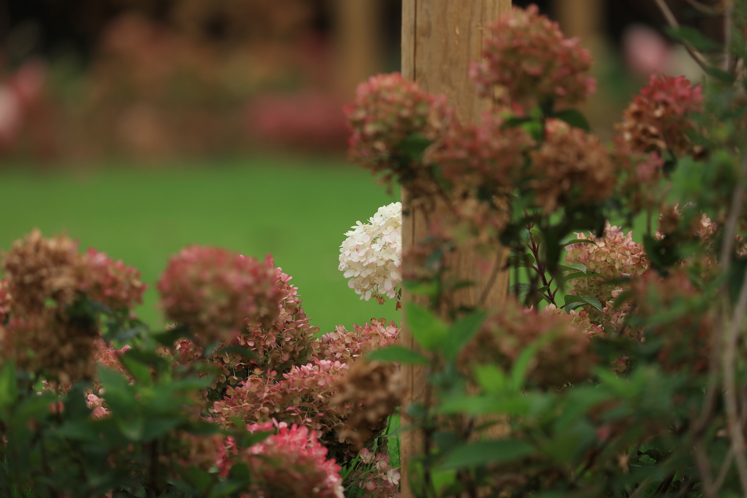 Hydrangeas turning pinks and rusts in Autumn