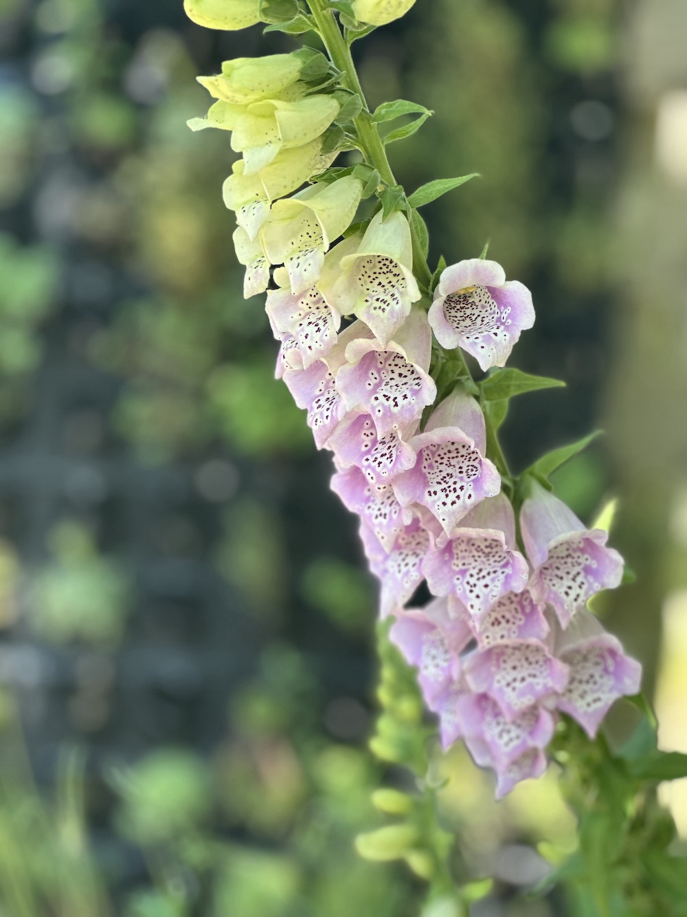 Close up shot of digitalis 