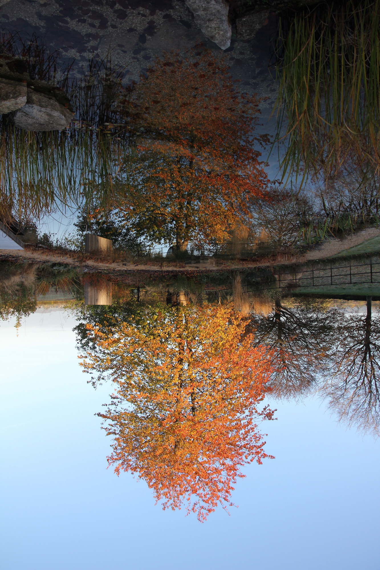 Autumn tree reflective into natural swimming pool in Kingham home by Henry cursor gardens