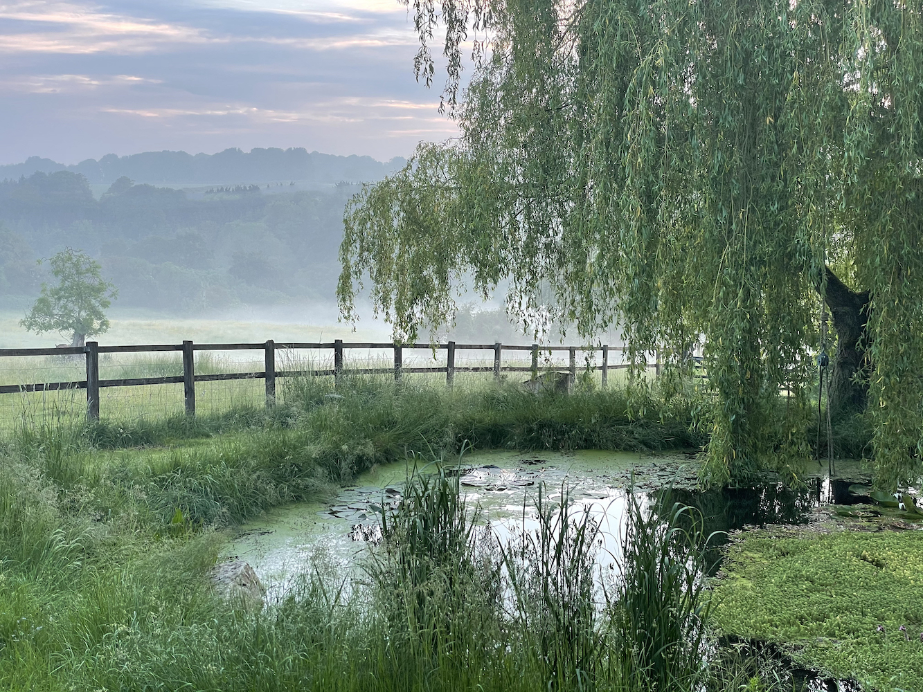 Wildlife lake with weeping willow tree over looking countryside on dewy morning