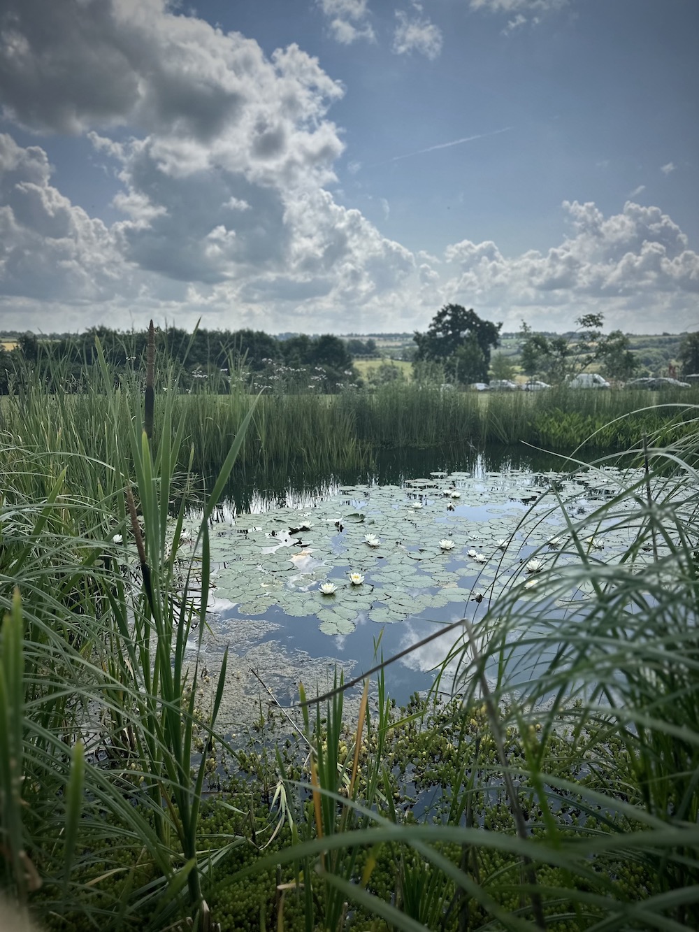 Sibford Park serene morning overlooking duck lake