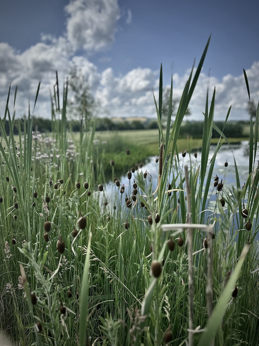 Lake at Sibford park with water lilies and grasses