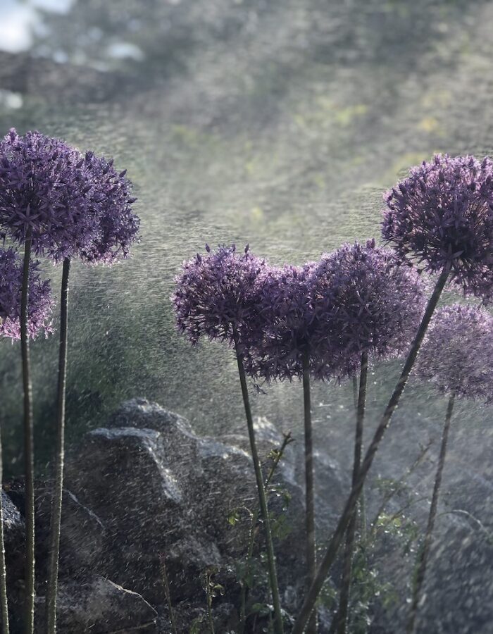 Alliums blowing in the wind
