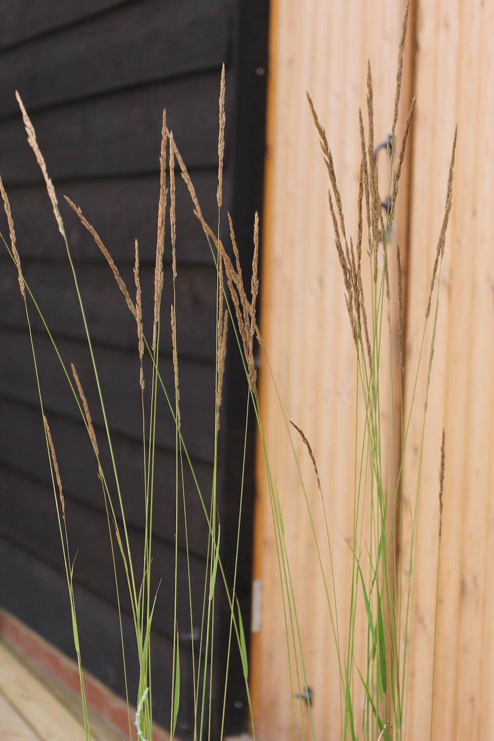 Karl forester grasses in front of black clad garden pod