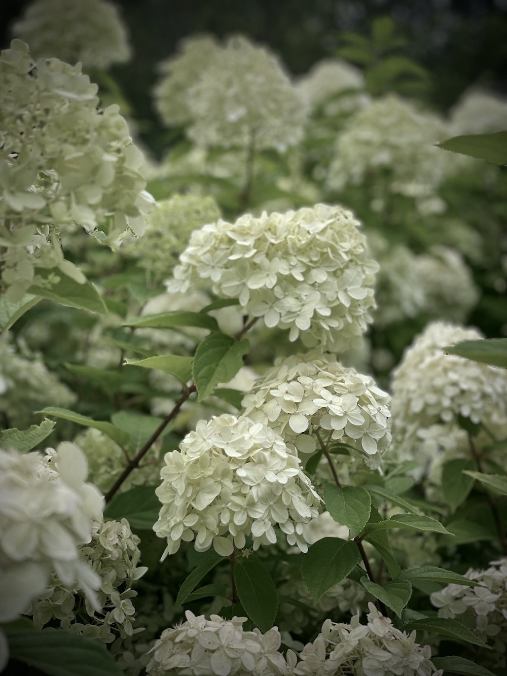 Close up of limelight hydrangea