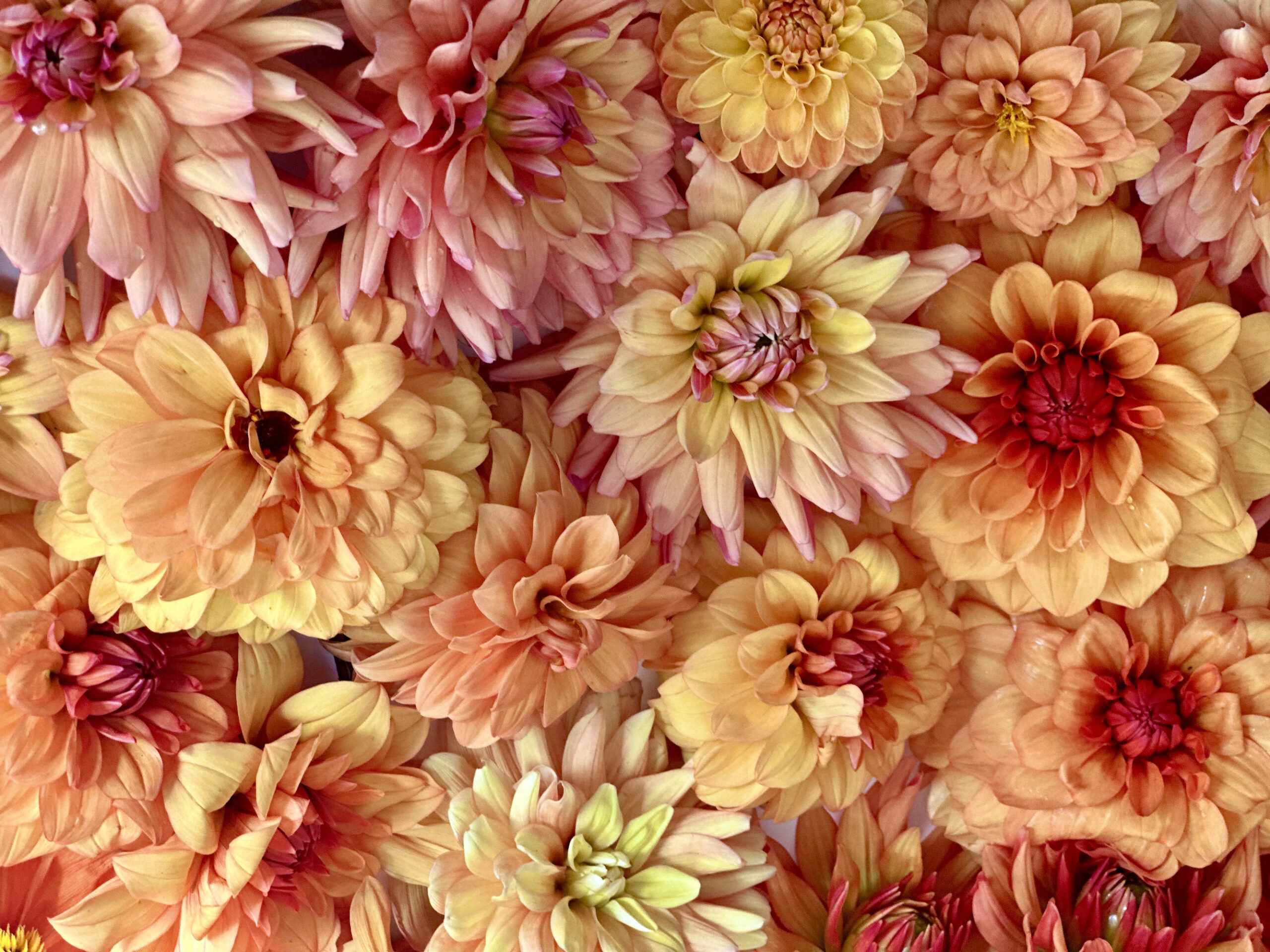 shades of salmon and pink homegrown dahlias 