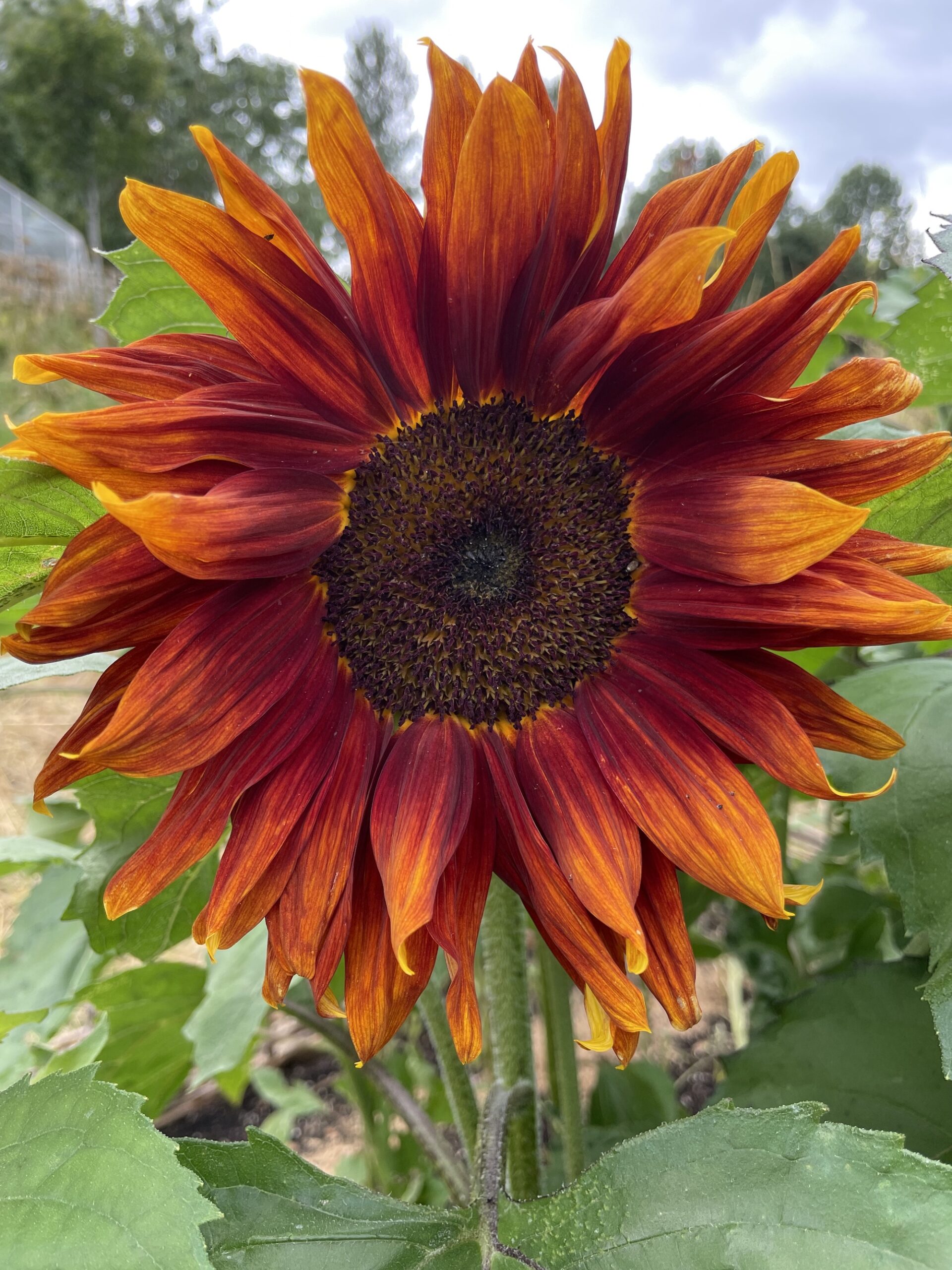Fiery orange sunflower up close shot