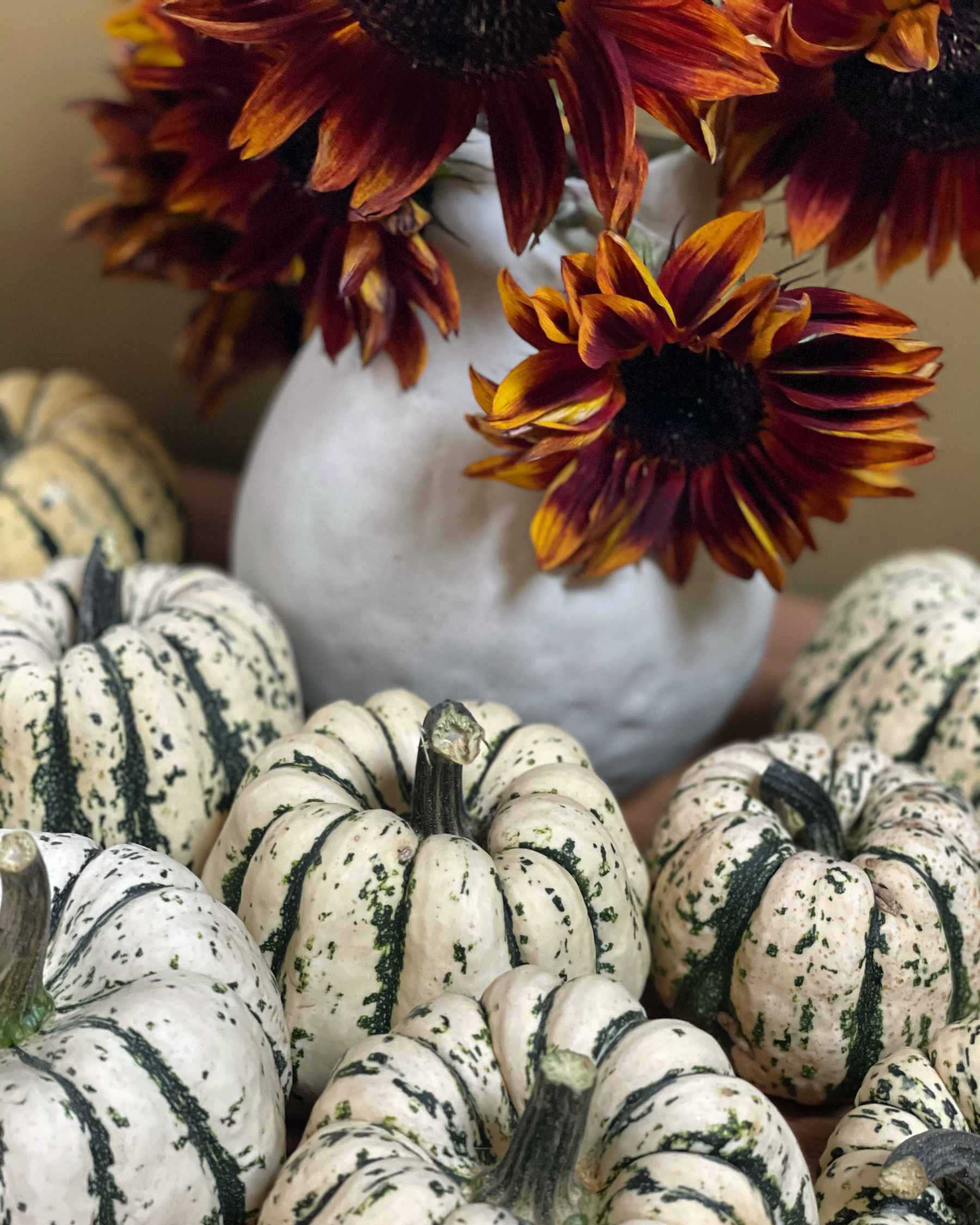 Autumnal rusty orange sunflowers in Cotswold kitchen with Humbug gaurds