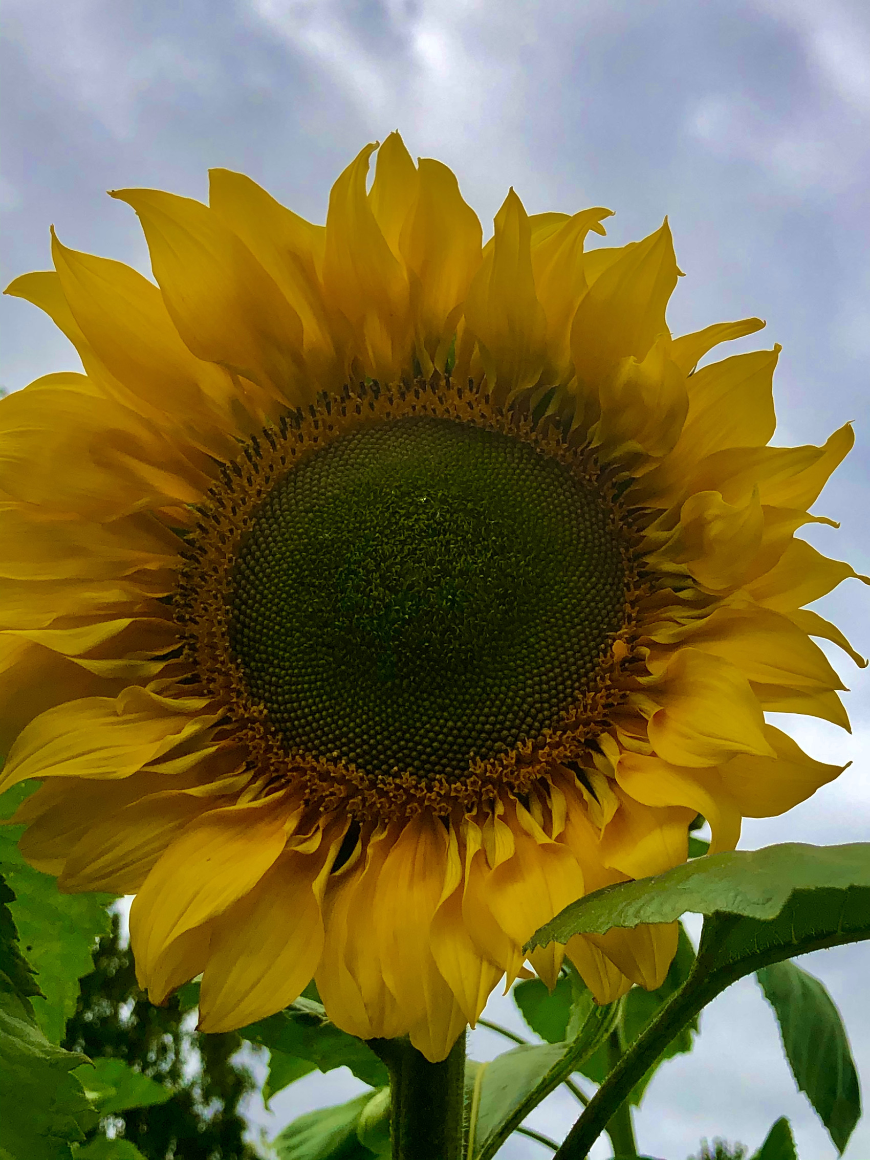 Skyscrape Sunflower in productive garden