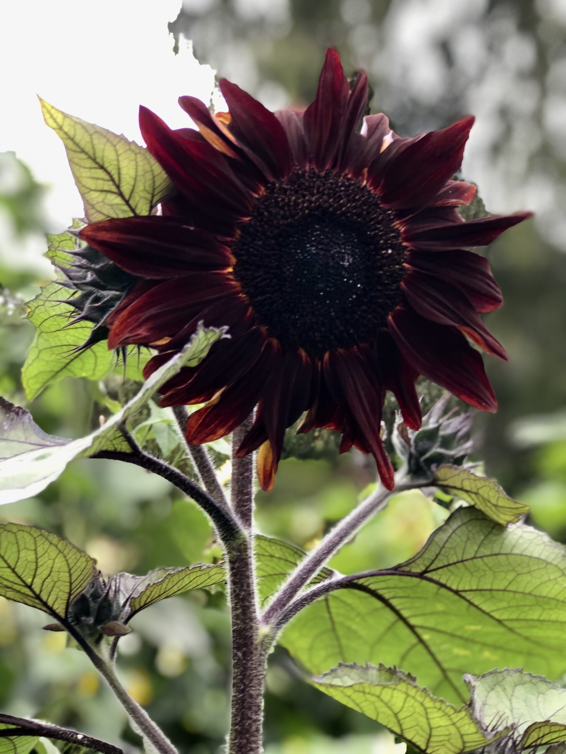 Close up of black sunflower