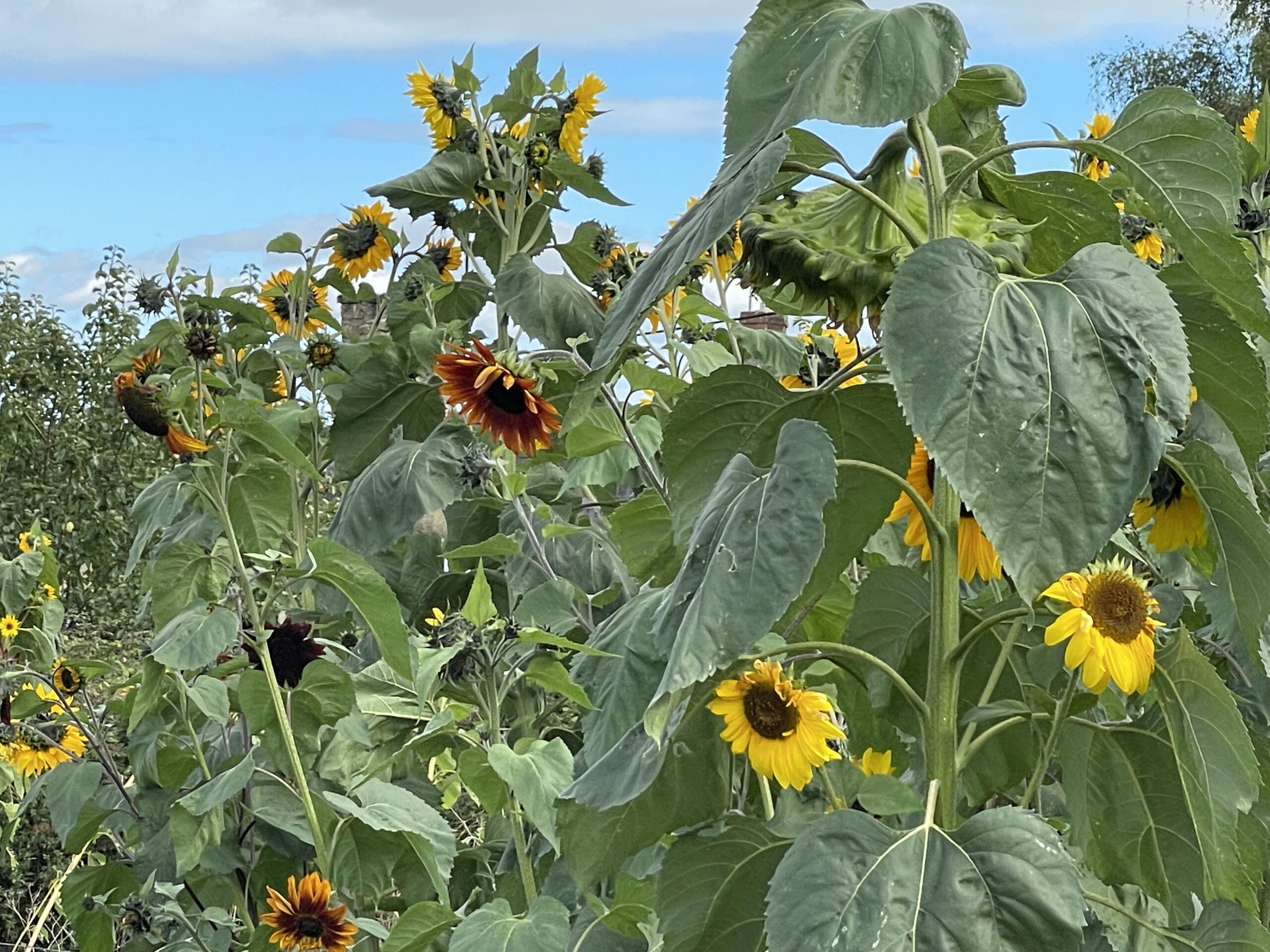 Sunflowers growing in productive fields
