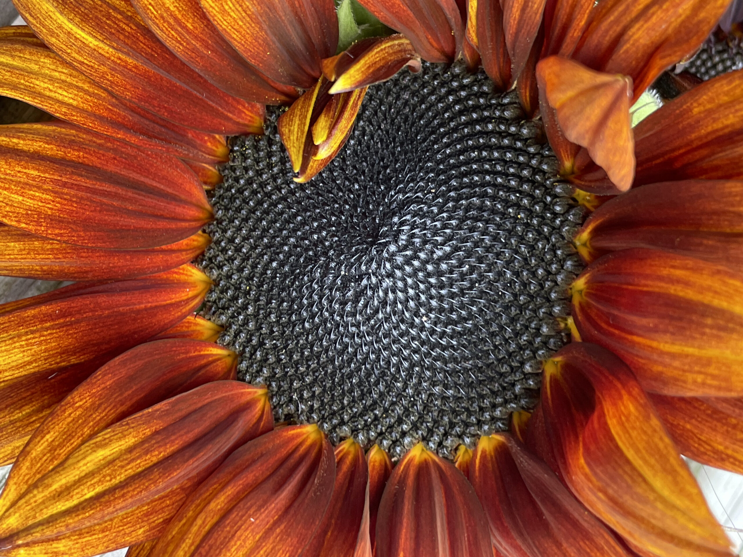 Close up sunflower seed head under macro lense