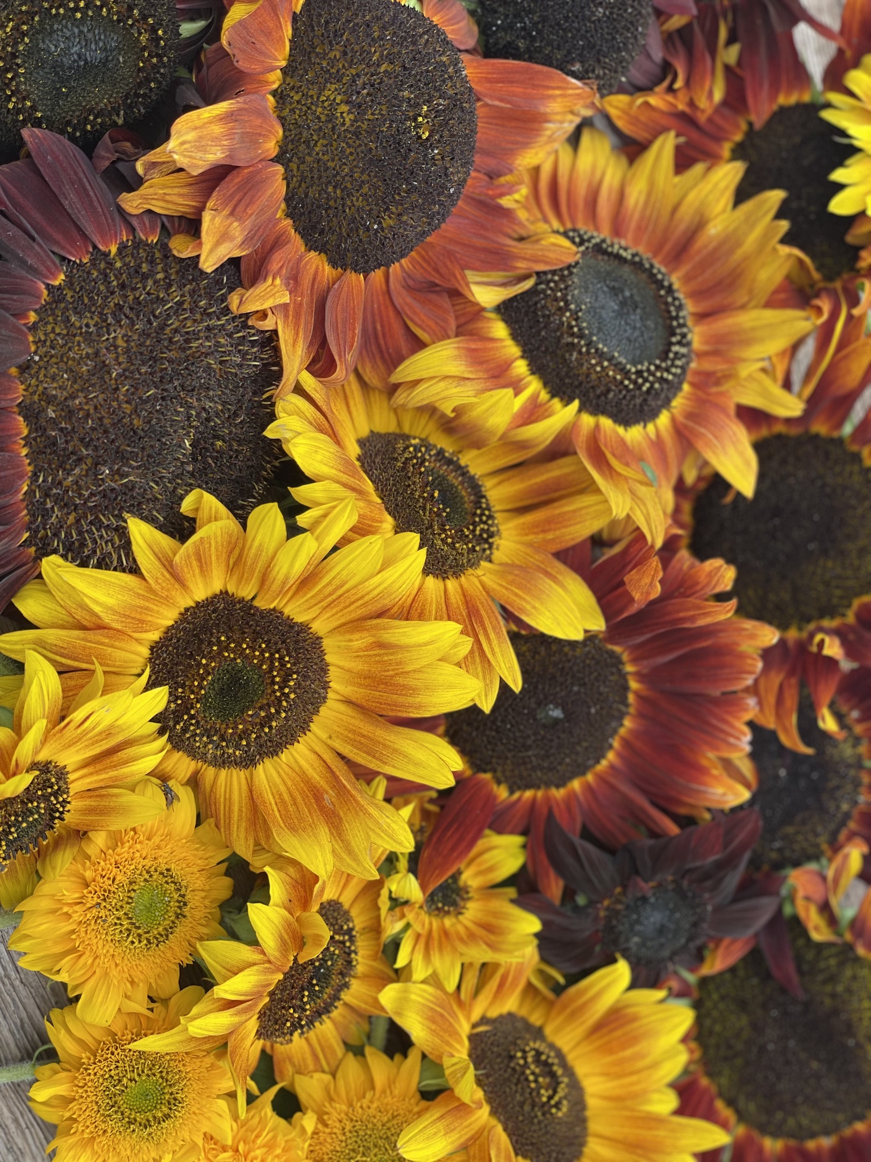 black centred sunflower in shades of autumn