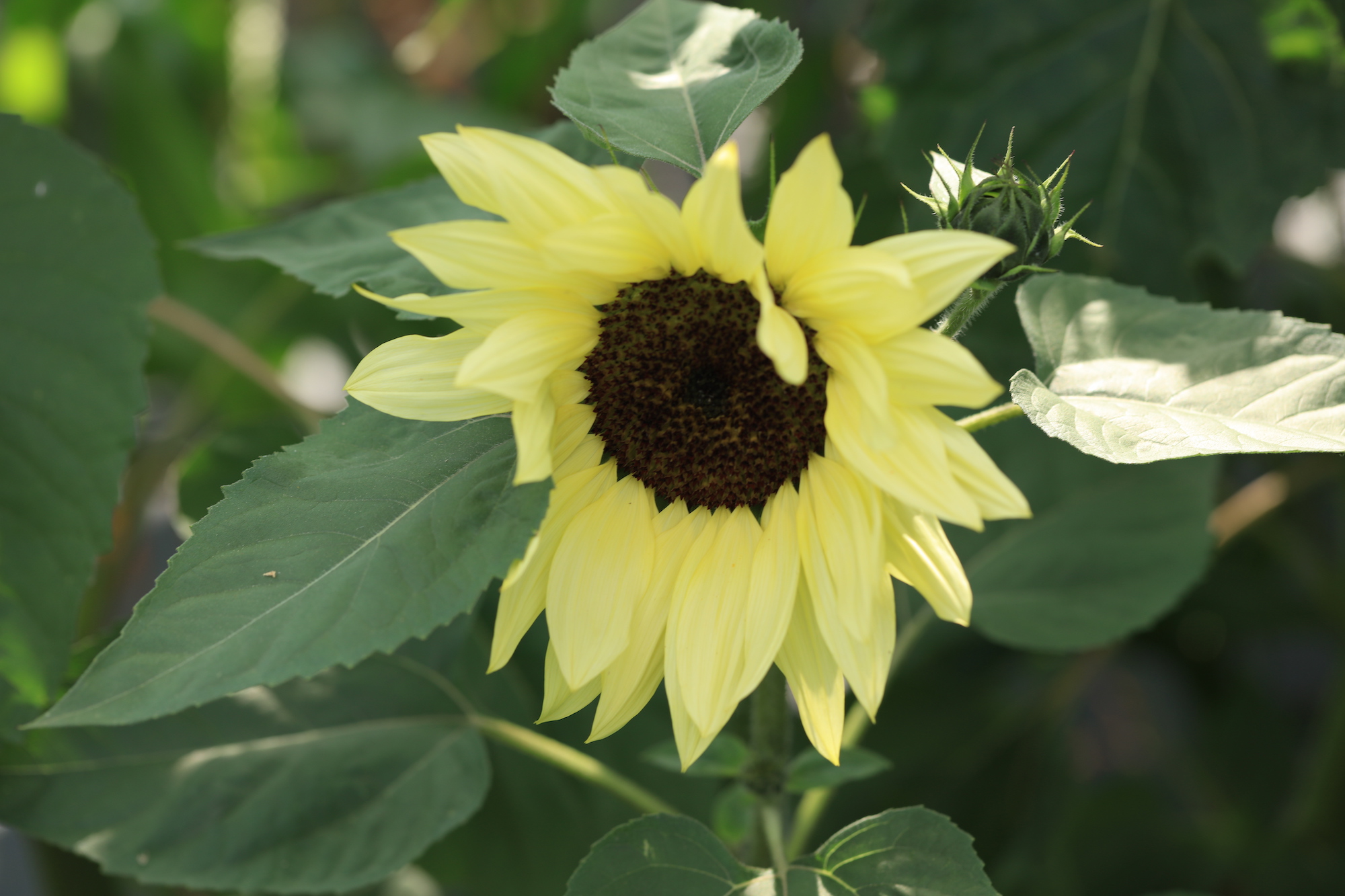 Lemon sunflower close up shot in cotswold garden