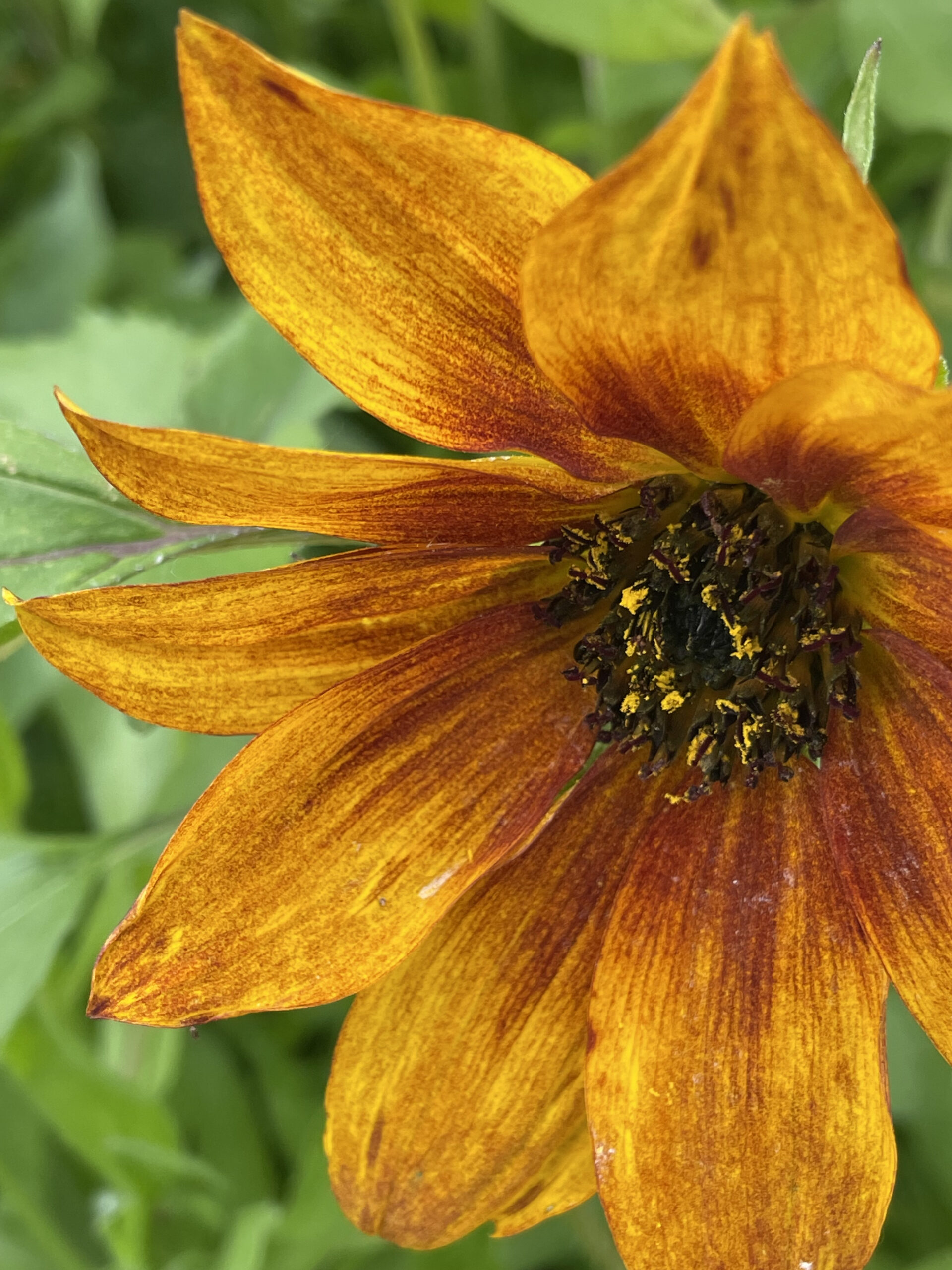 Autumnal sunflower macro lense