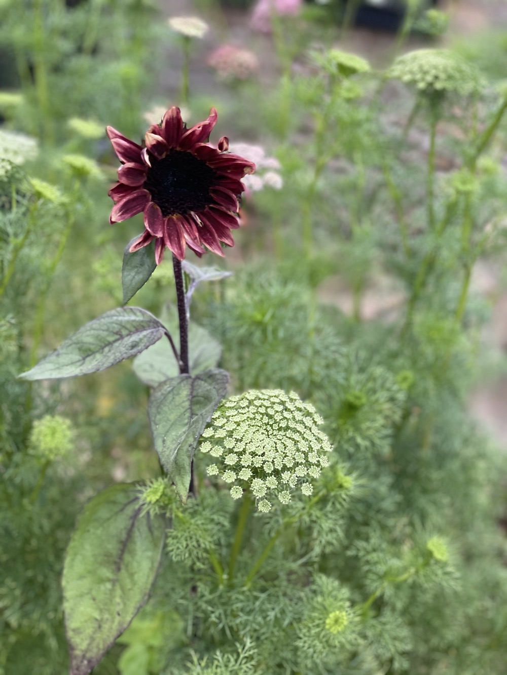 Deep pink sunflower 