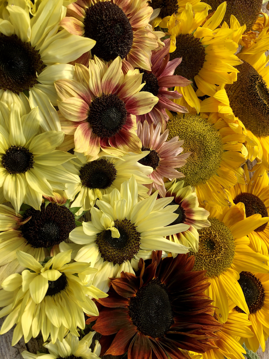 Sunflower Palette mixed colours