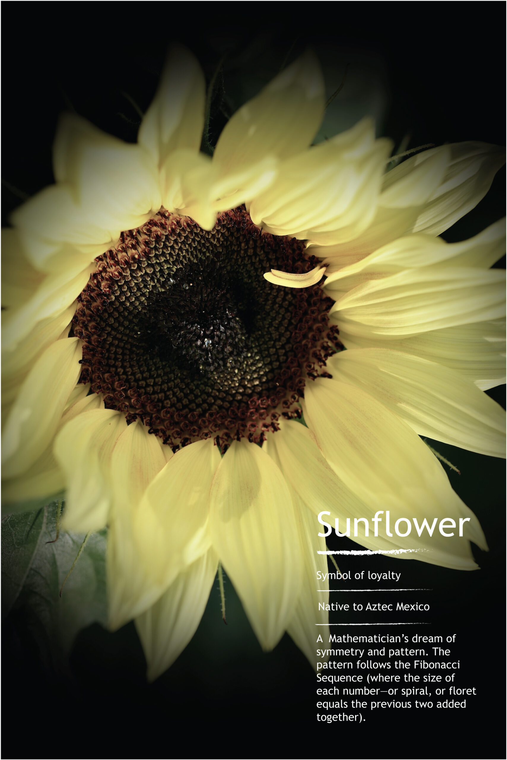 Sunflower information card