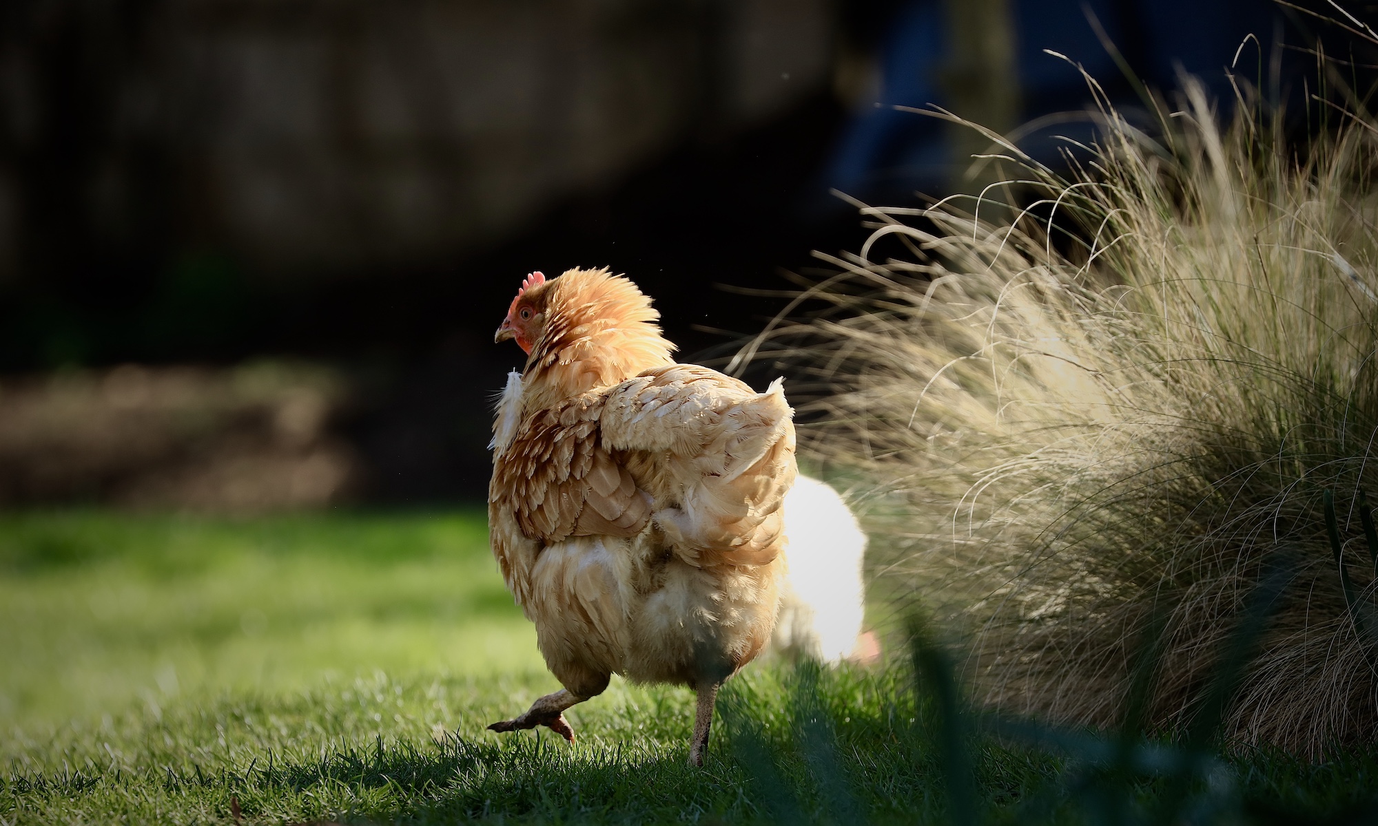 Fluffy free range chicken running through cotswold garden