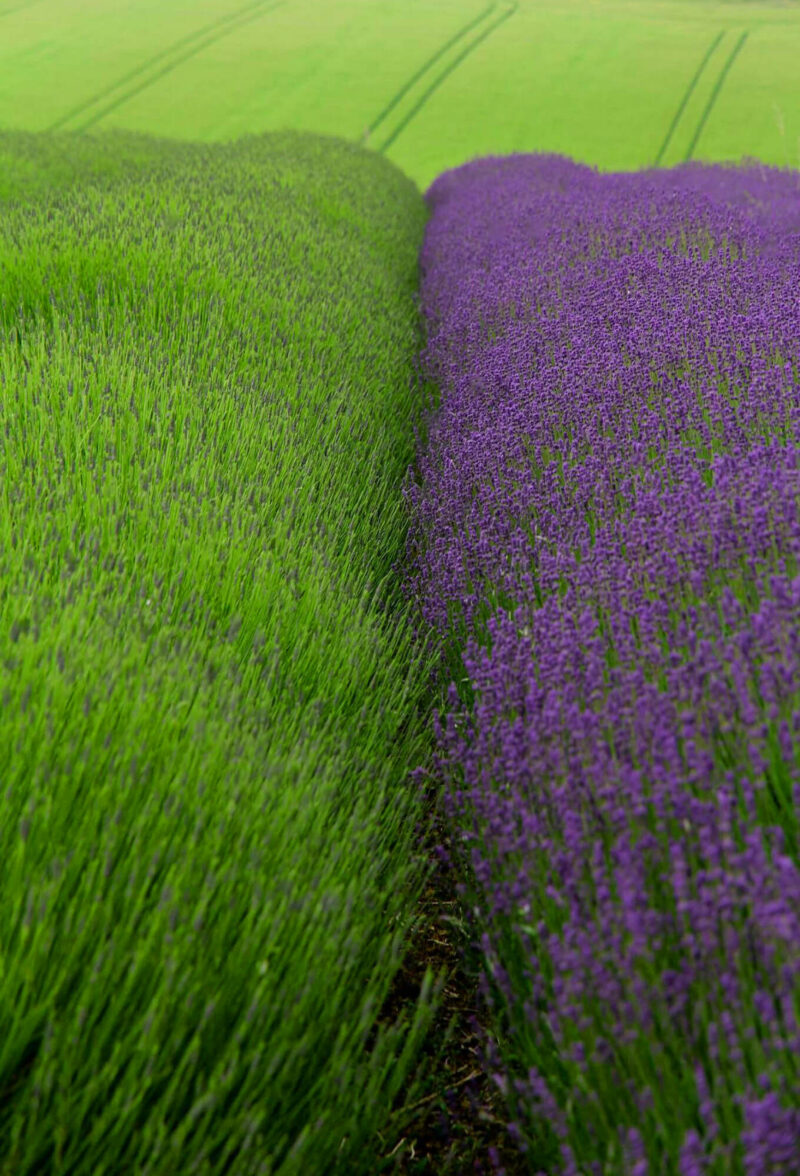 Lavender fields, half in bloom. artiists image of landscape