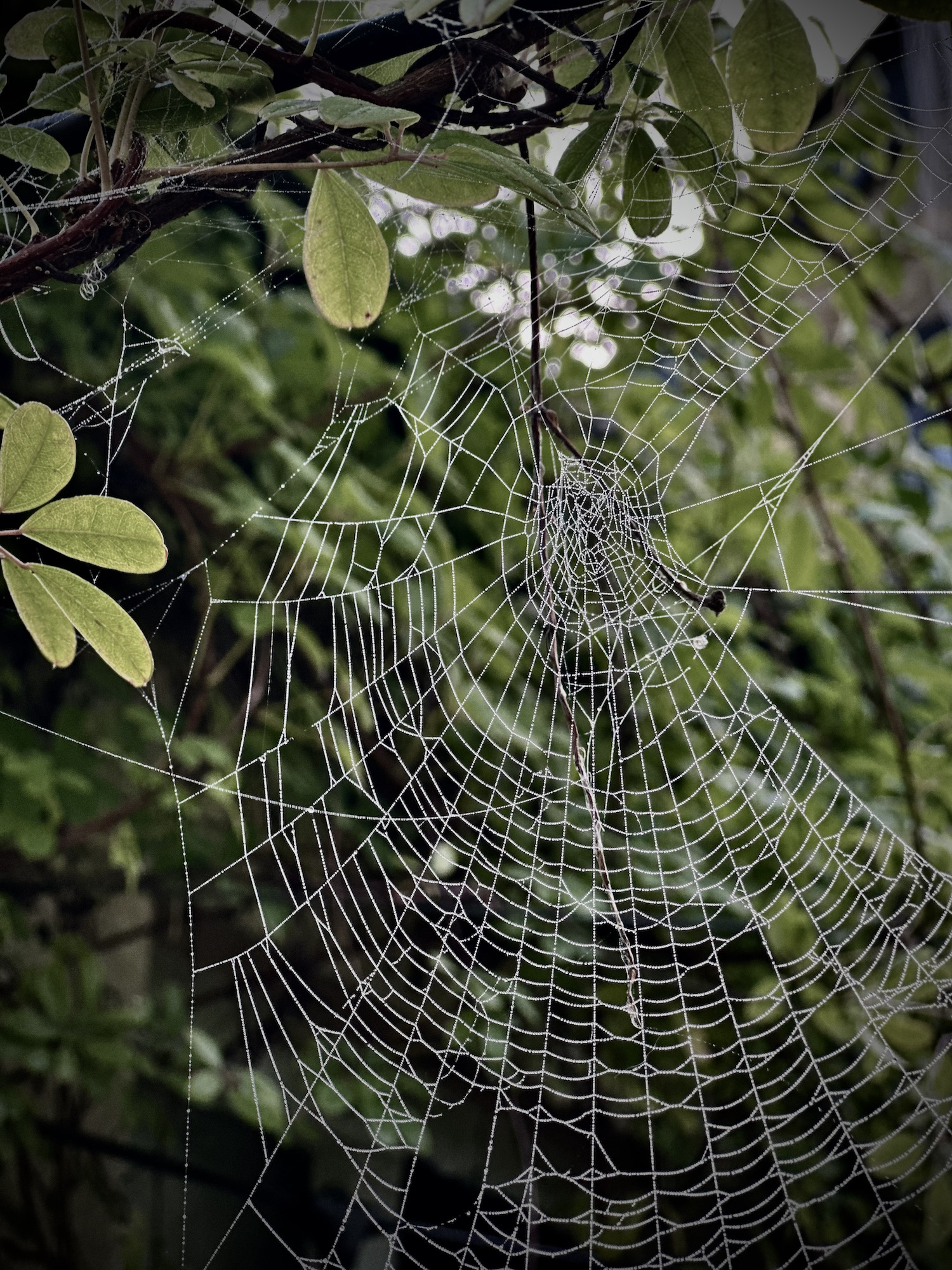 Frosty cobwebs in climbing akebia 