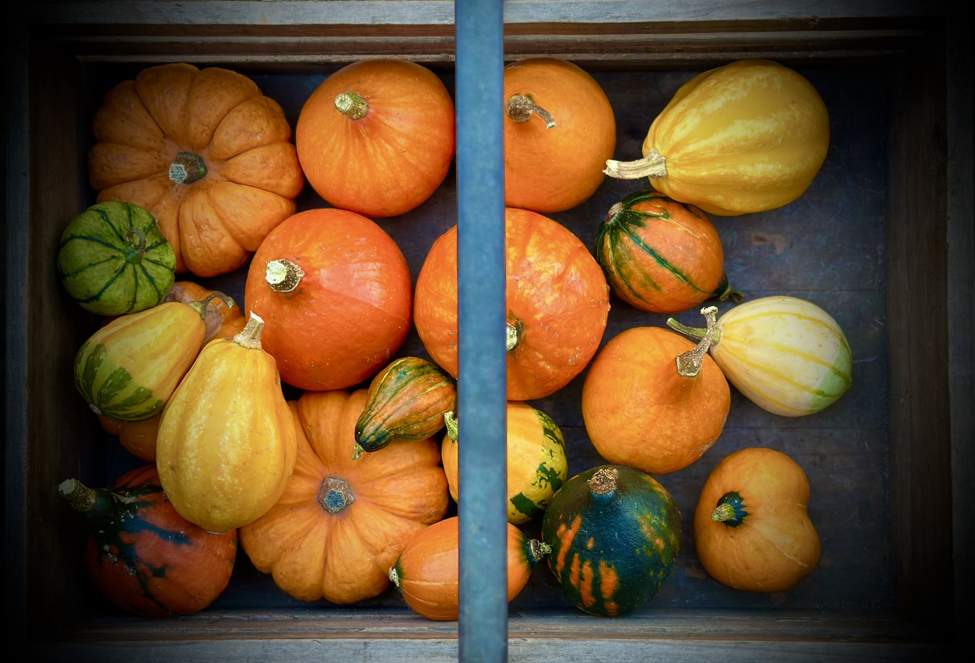 Orange yellow and green guards and pumpkins trug full of goodness
