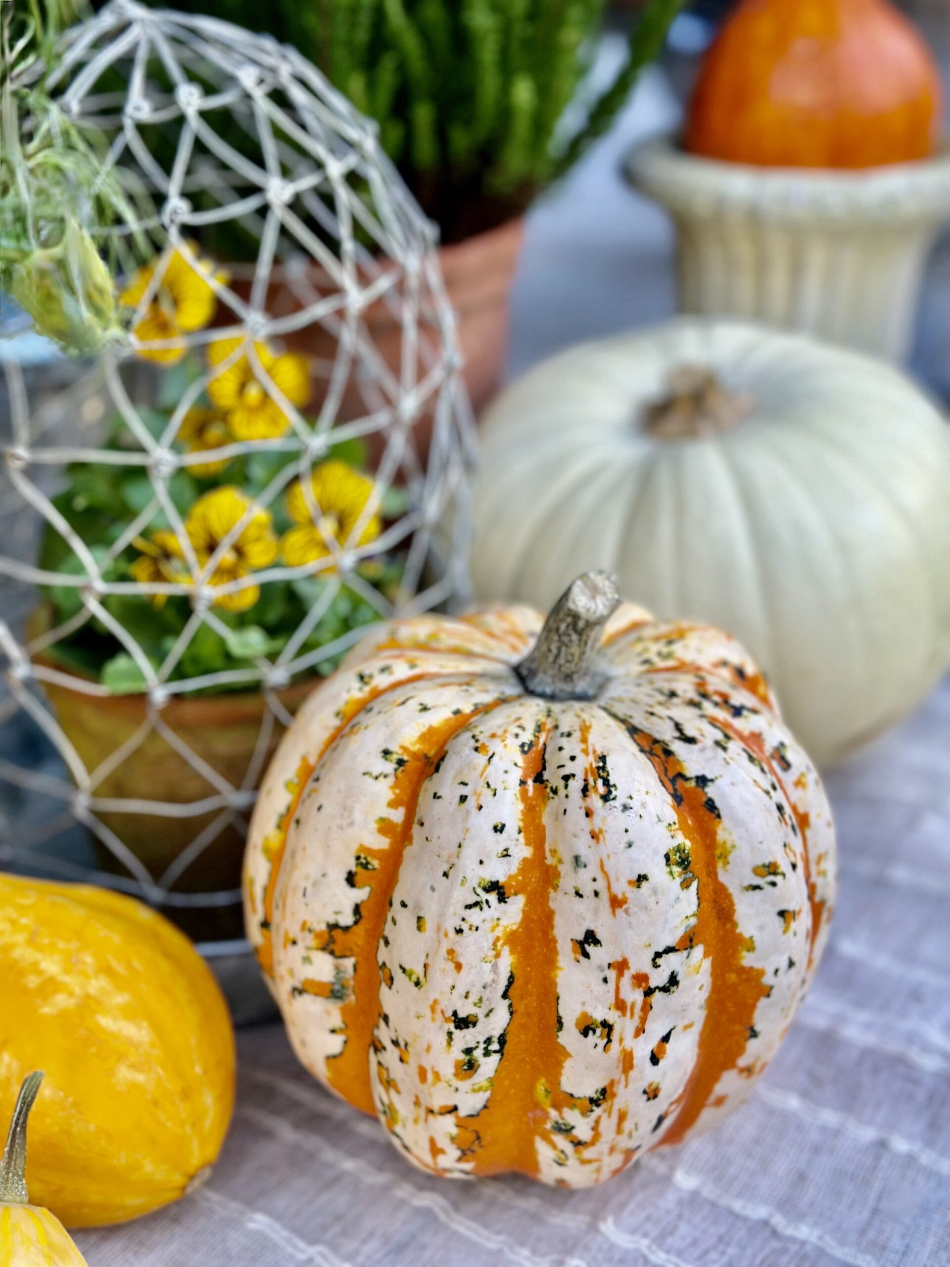Perfect ornage white and green speckled pumpkin