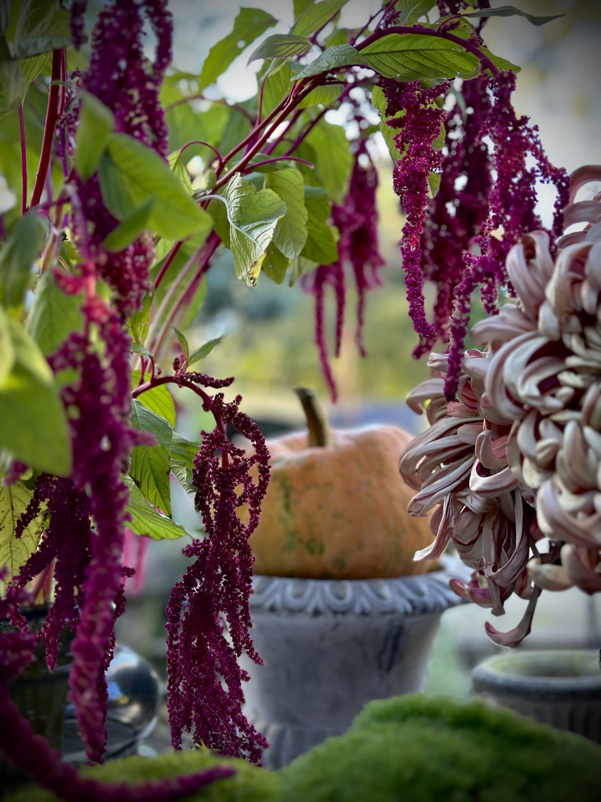 Autumnal tablescape with amaranthus, pumpkins and moss