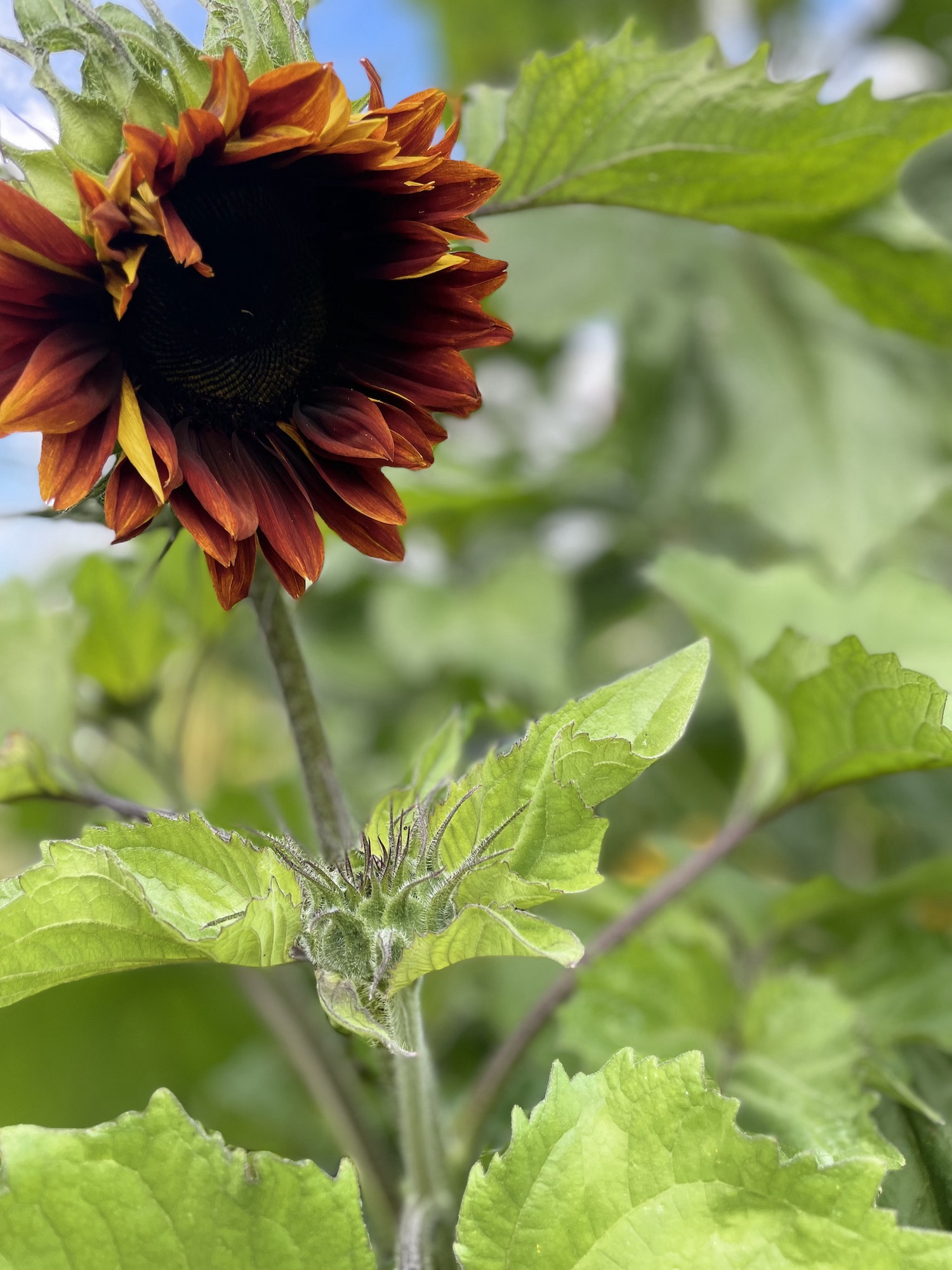 Rust colour sunflower up close 