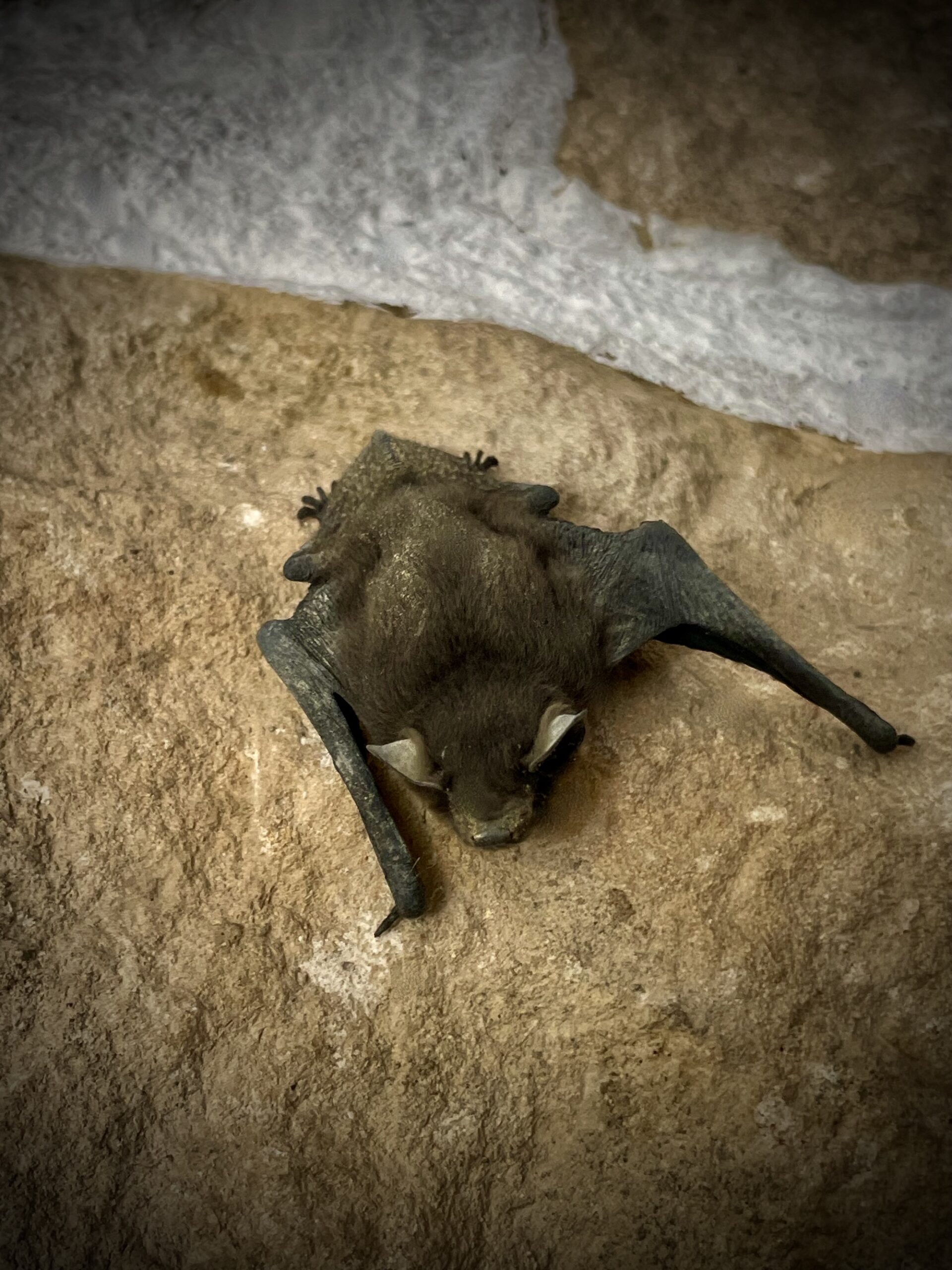 Bat on stone wall of Cotswold cottage for Halloween