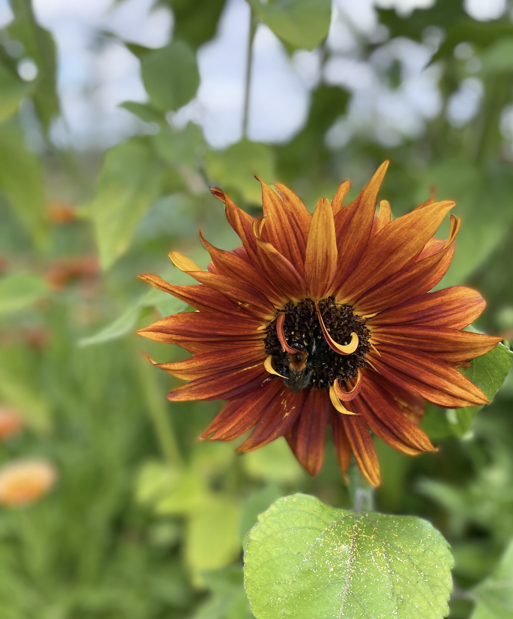 Sunflower growing at Flower farm productive patch